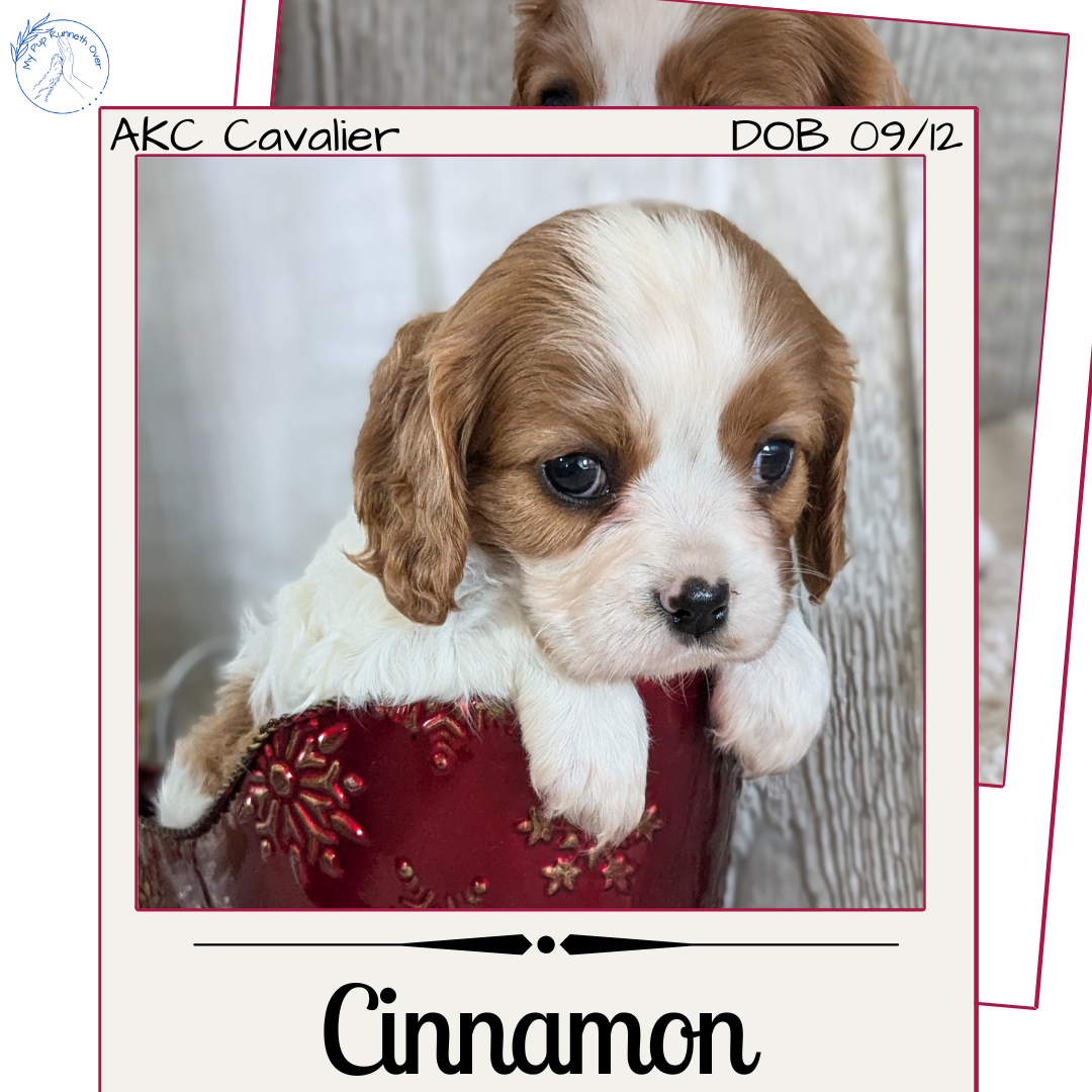 CAVALIER (09/12) FEMALE