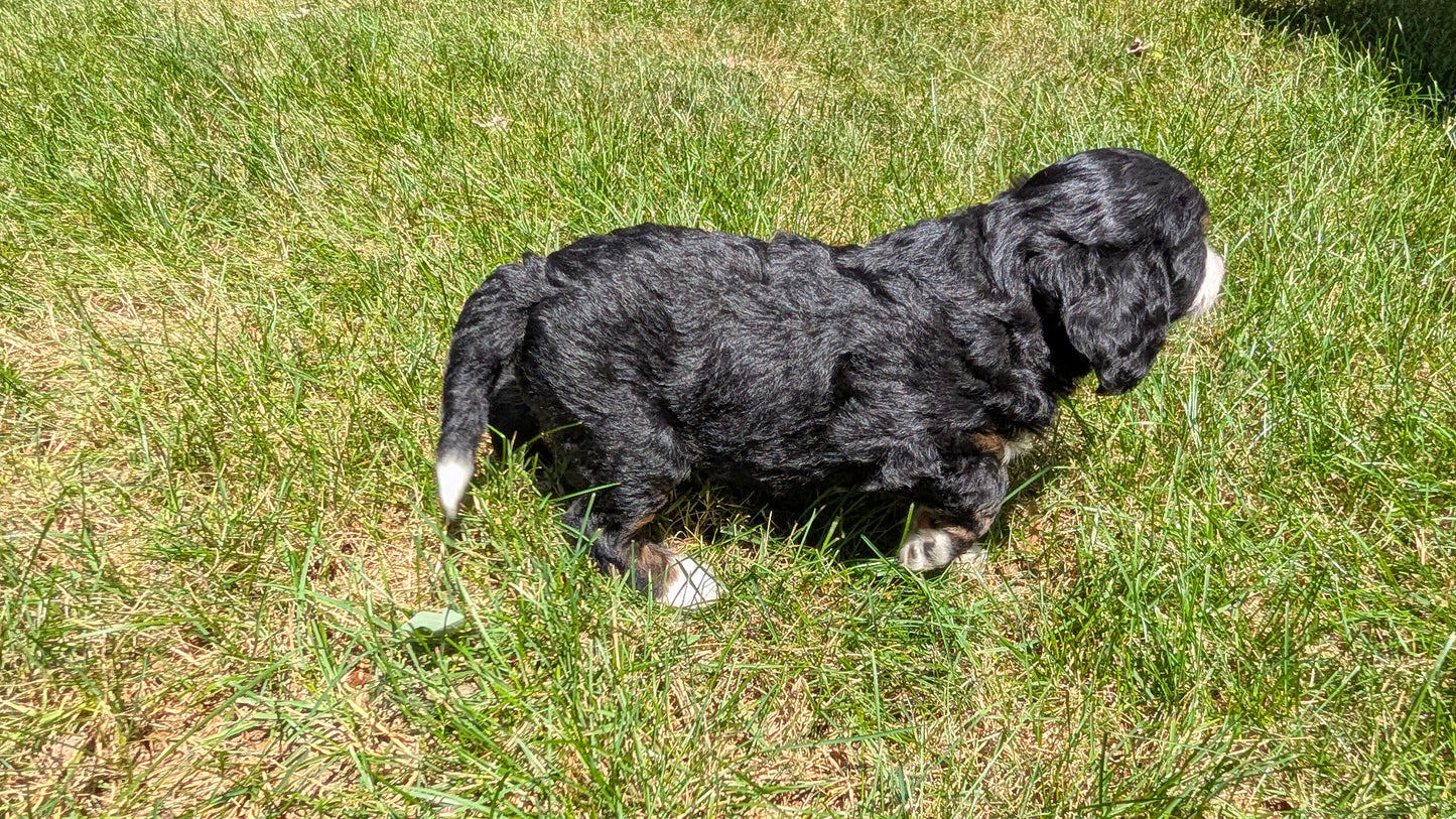 MINI BERNEDOODLE (06/11) MALE