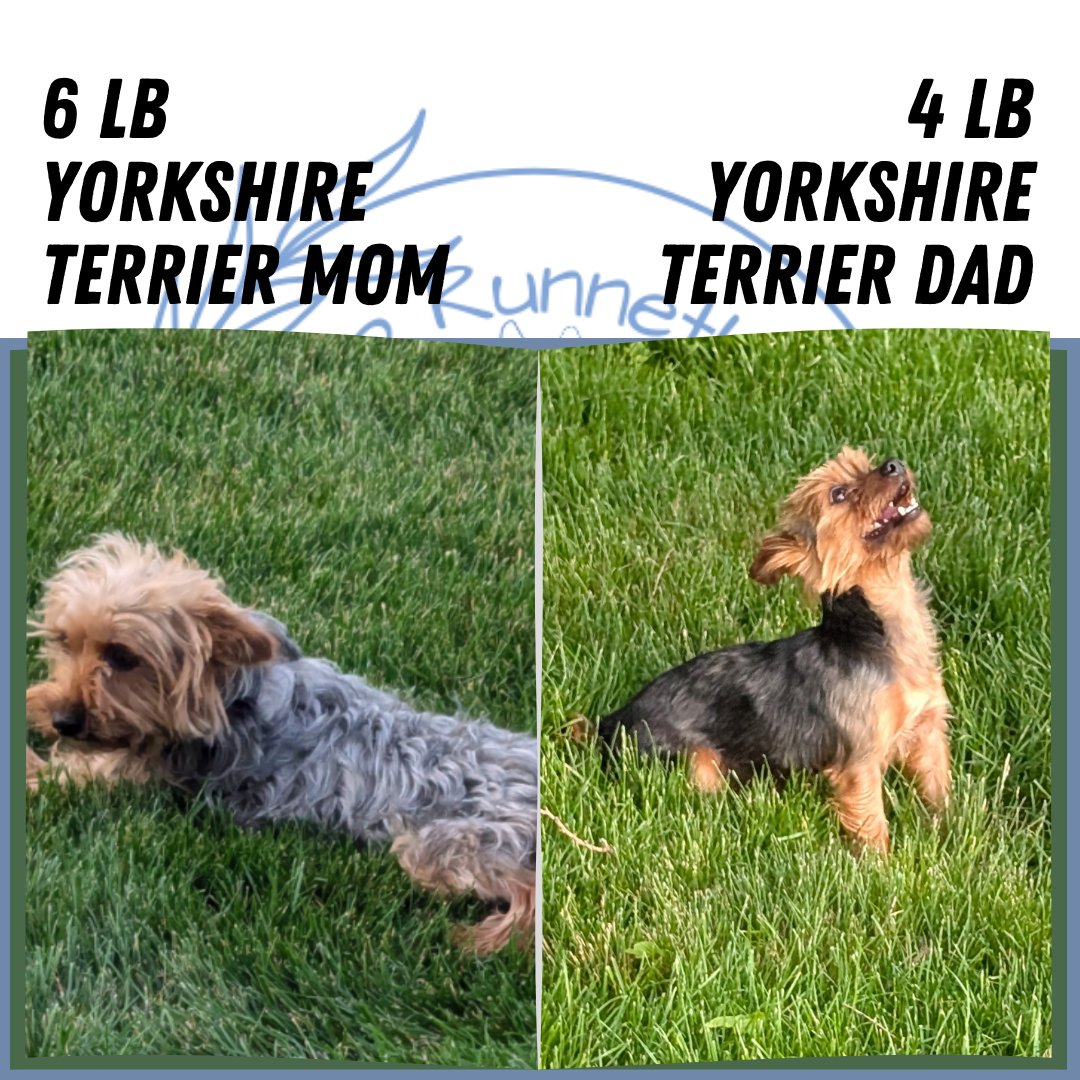 YORKSHIRE TERRIER (05/21) FEMALE