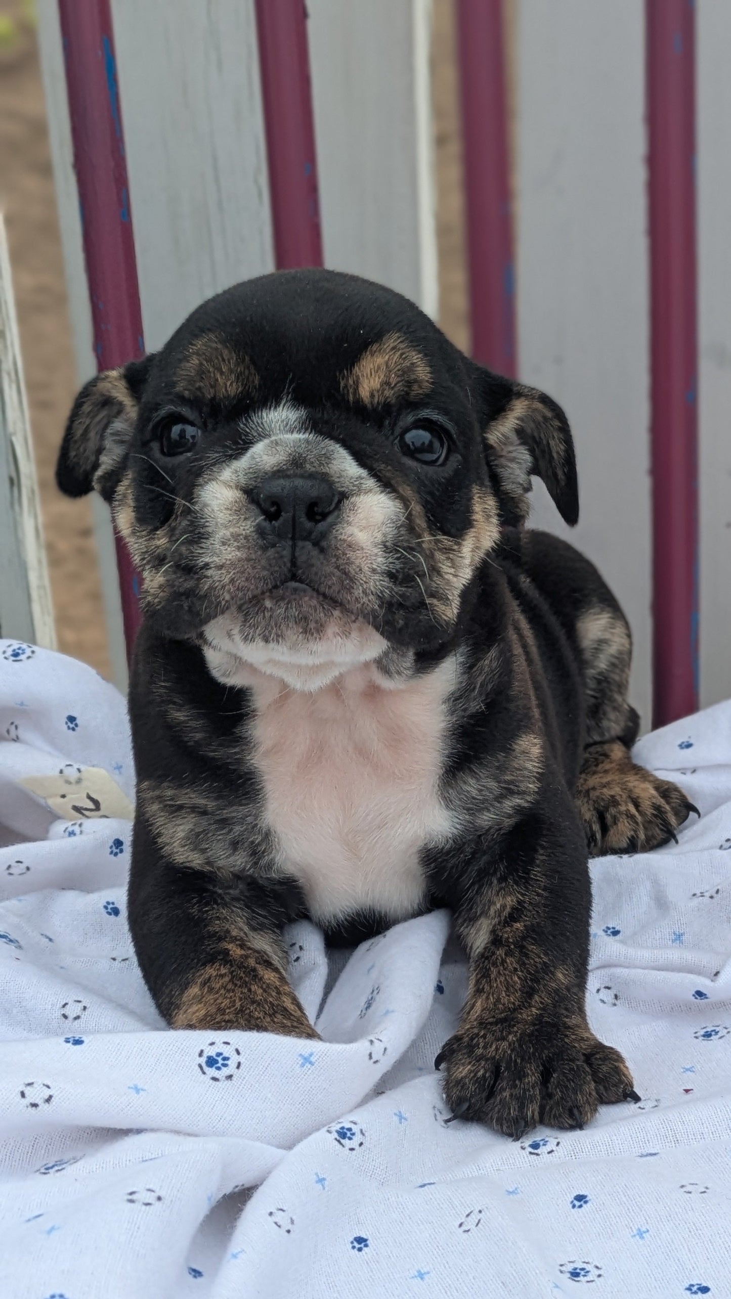 ENGLISH BULLDOG (04/18) MALE