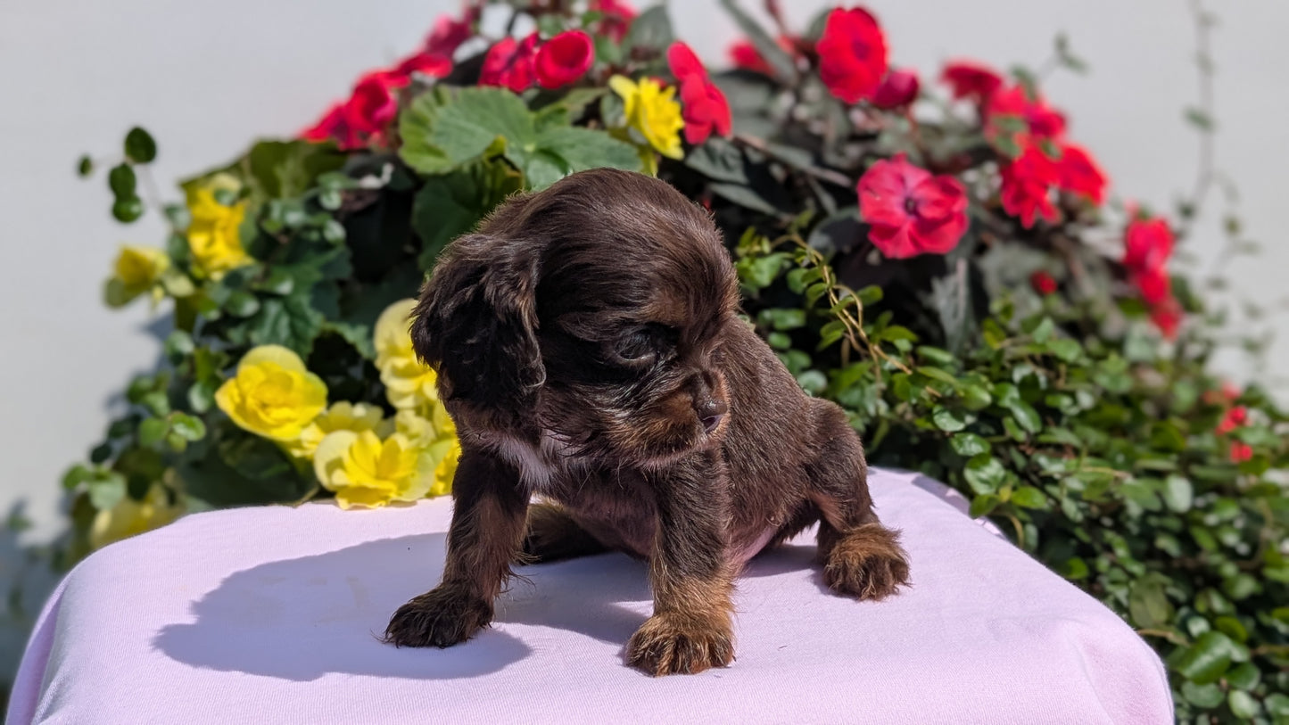 COCKER SPANIEL (07/16) MALE