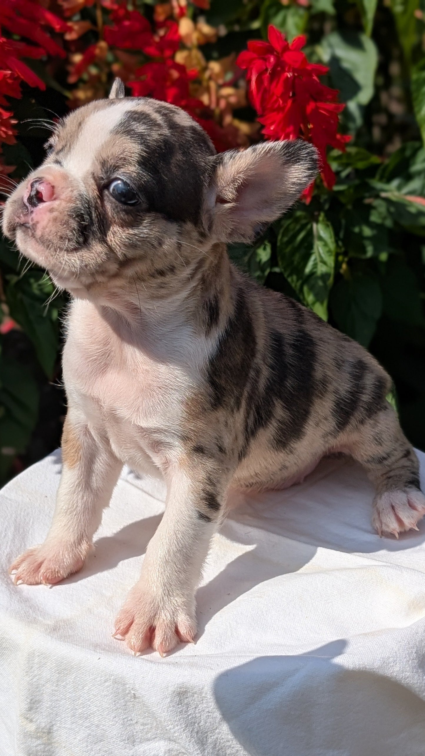 FRENCHTON (06/25) MALE