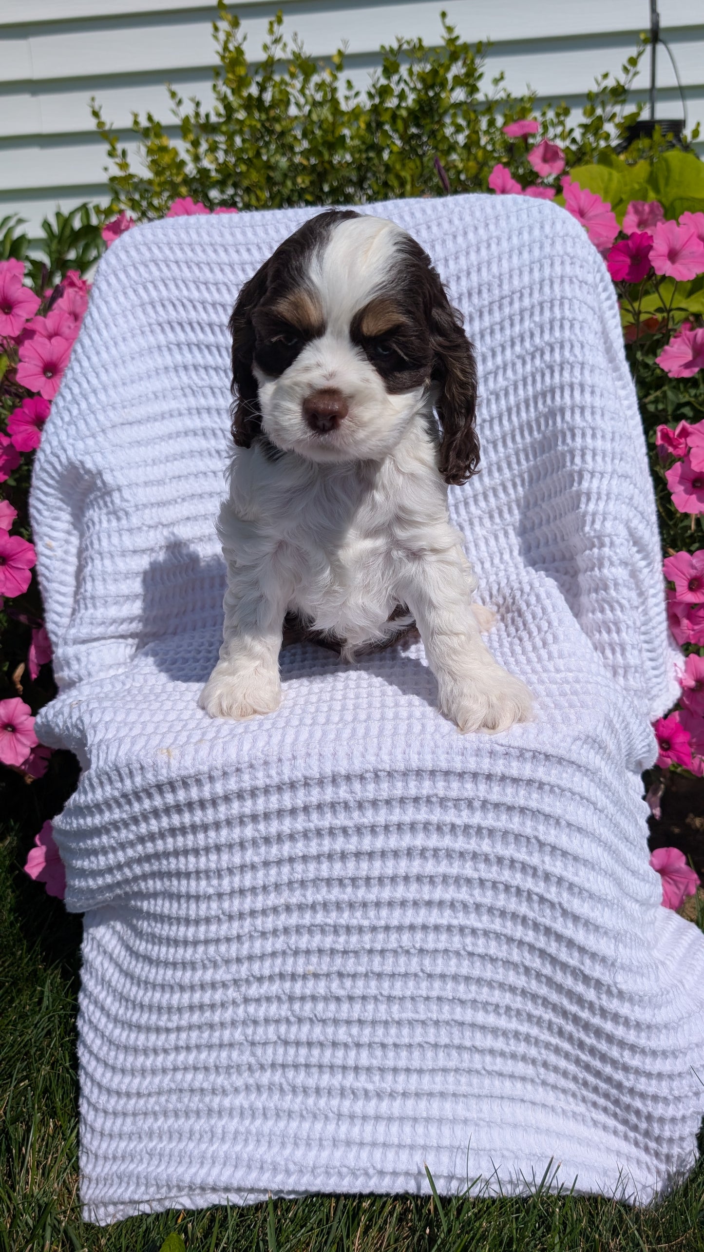 COCKER SPANIEL (07/17) MALE