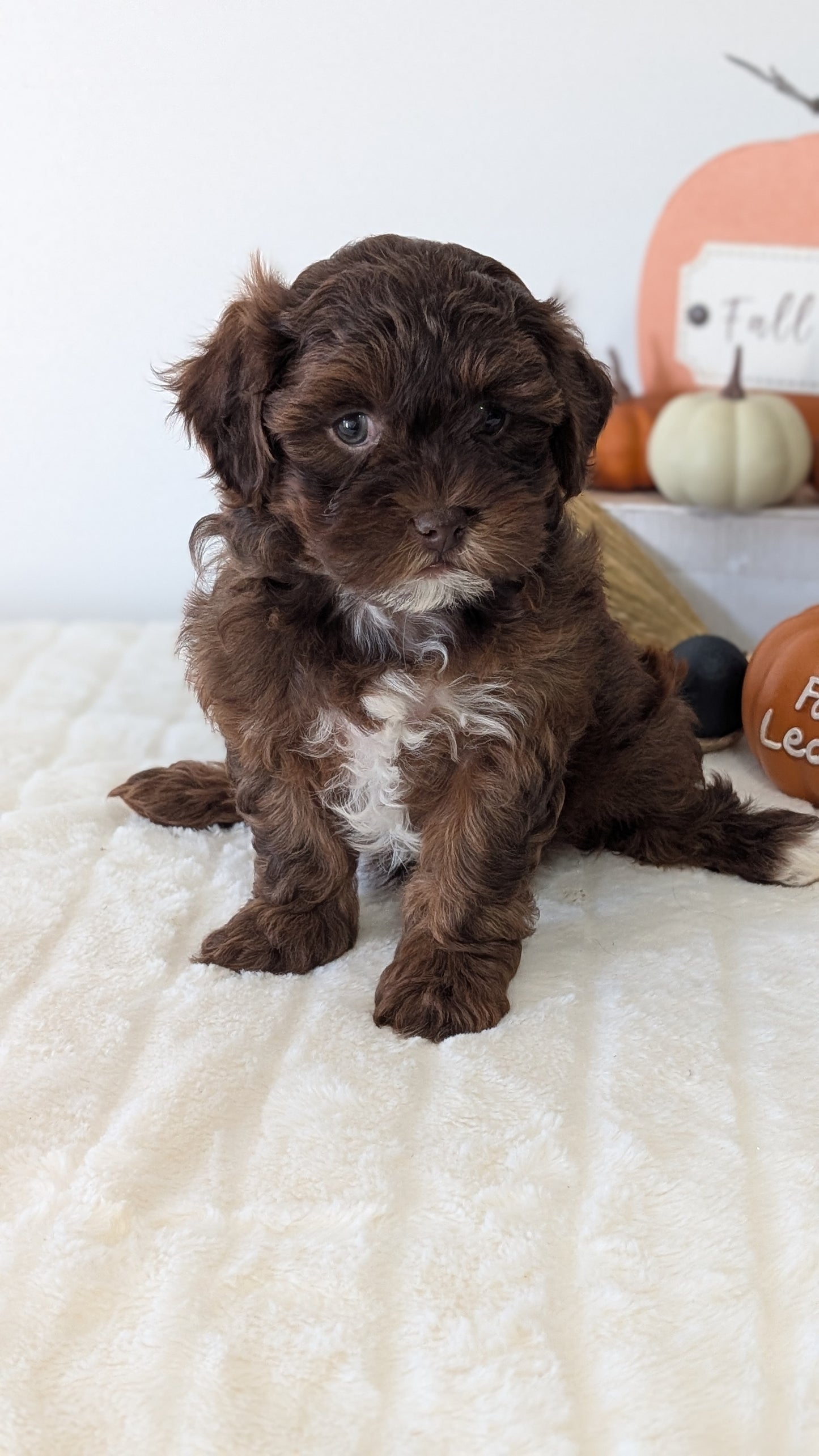 SHIHPOO (07/26) FEMALE