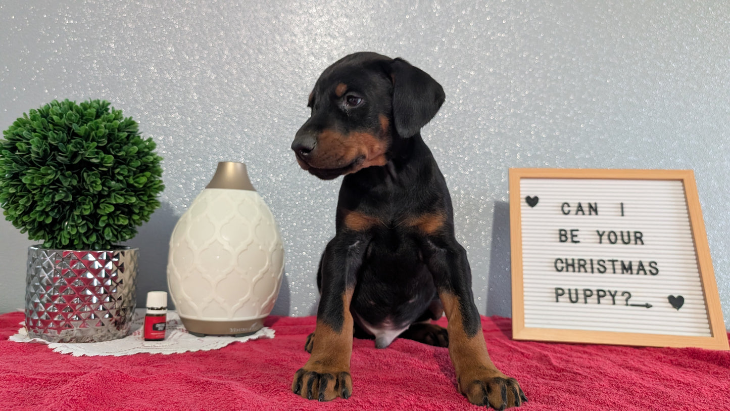 DOBERMAN PINSCHER (OCT 17) MALES