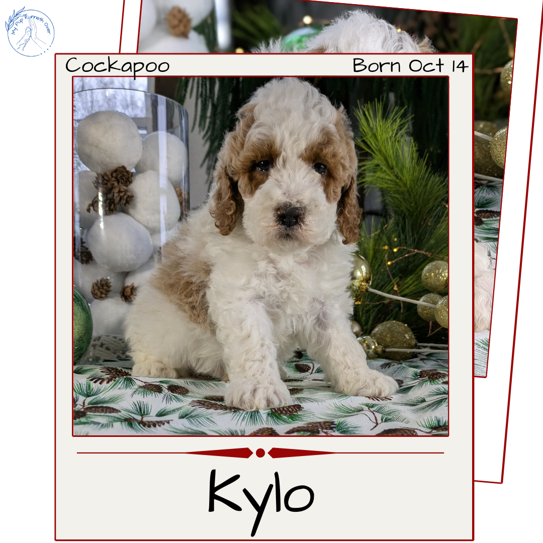 COCKAPOO (10/14) MALE