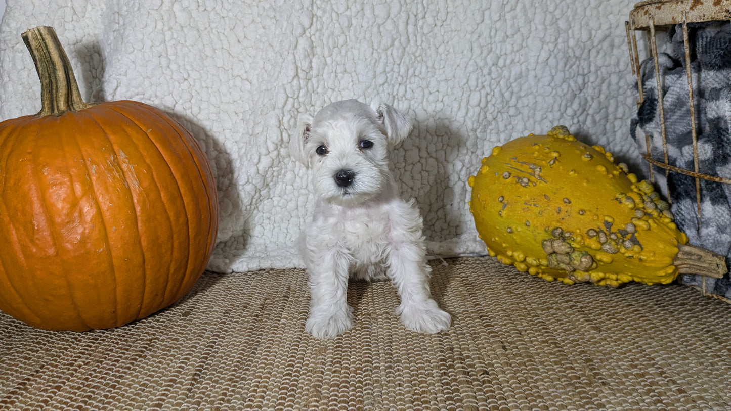 MINI SCHNAUZER (09/23) FEMALE