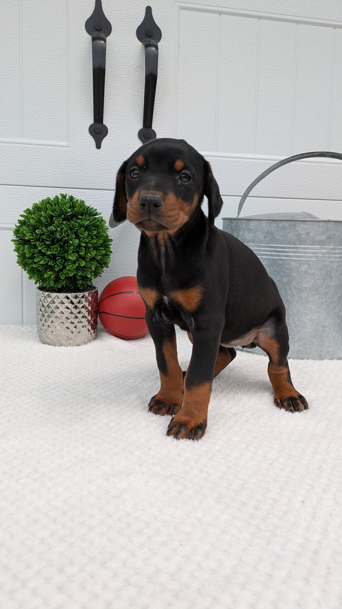 DOBERMAN PINSCHER (03/22) FEMALE