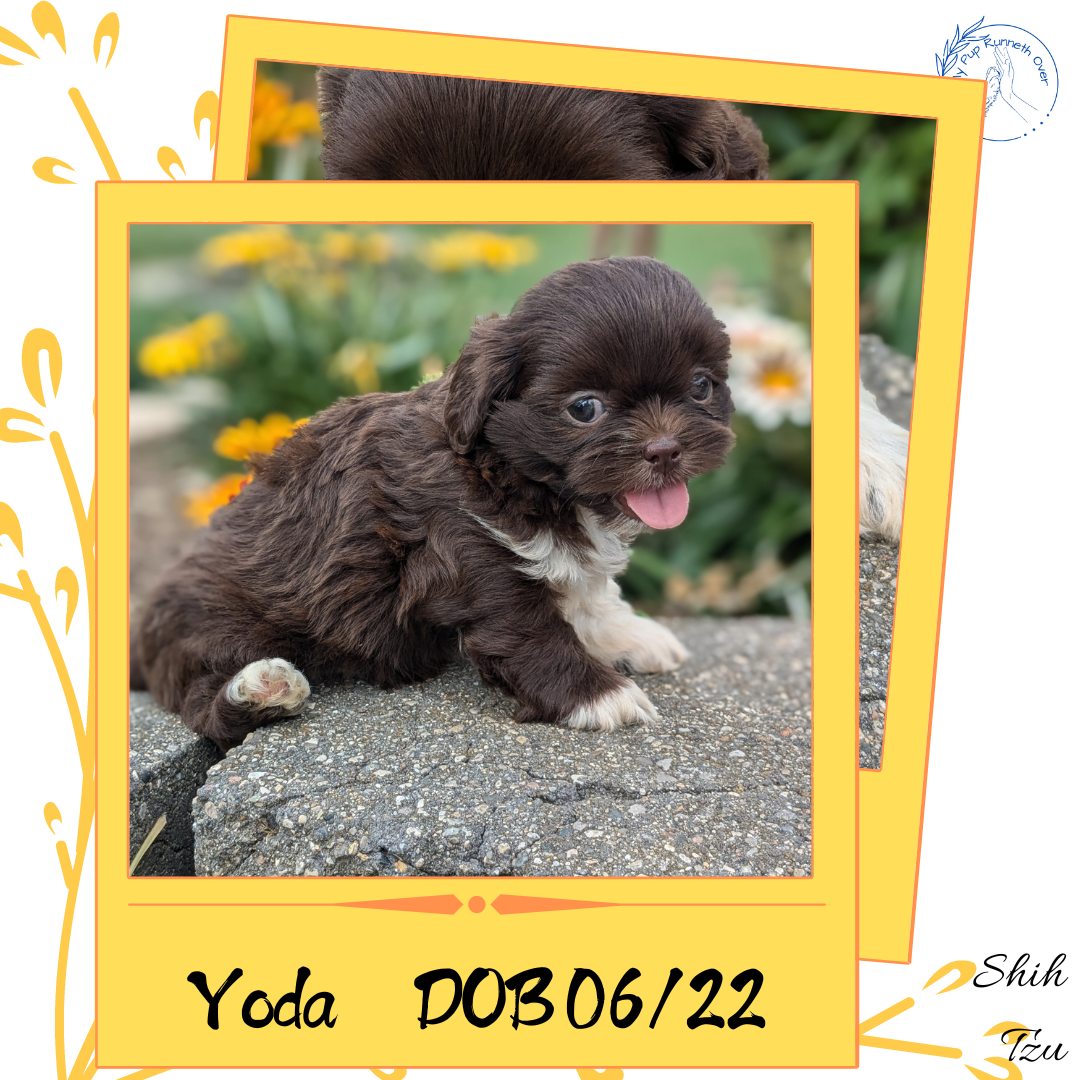 SHIH TZU (06/22) MALE