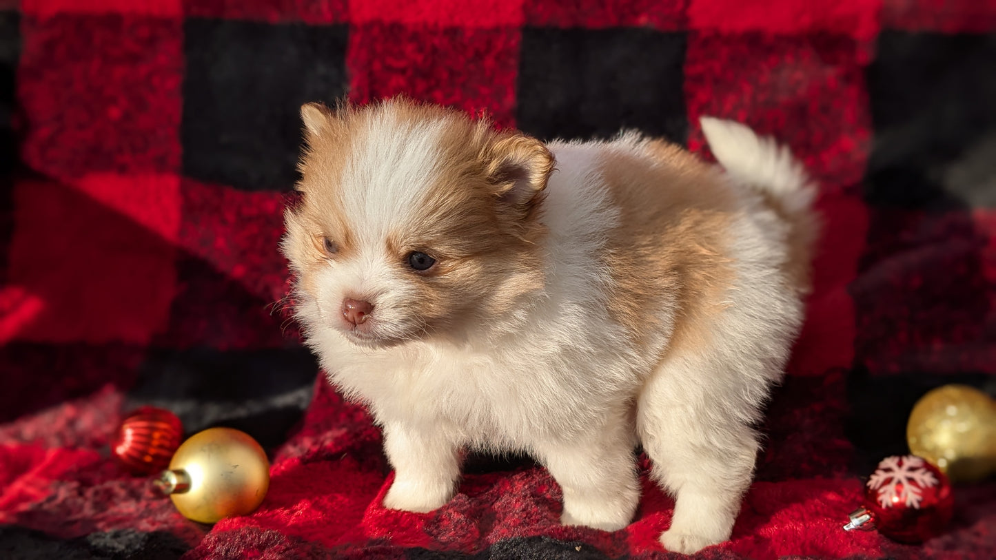 POMERANIAM (10/02) MALE
