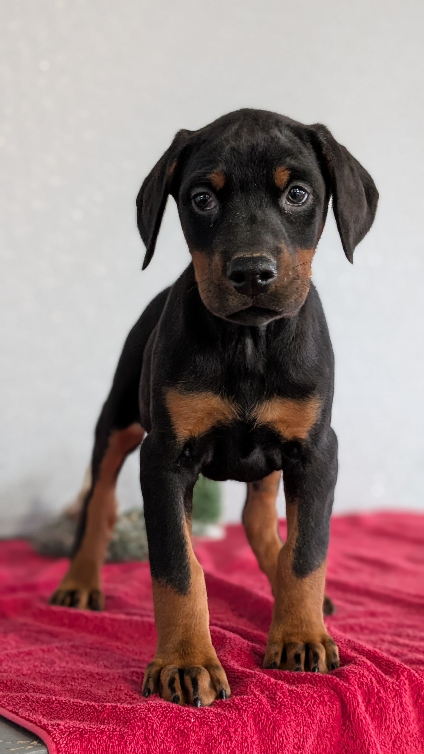 DOBERMAN PINSCHER (OCT 17) FEMALES