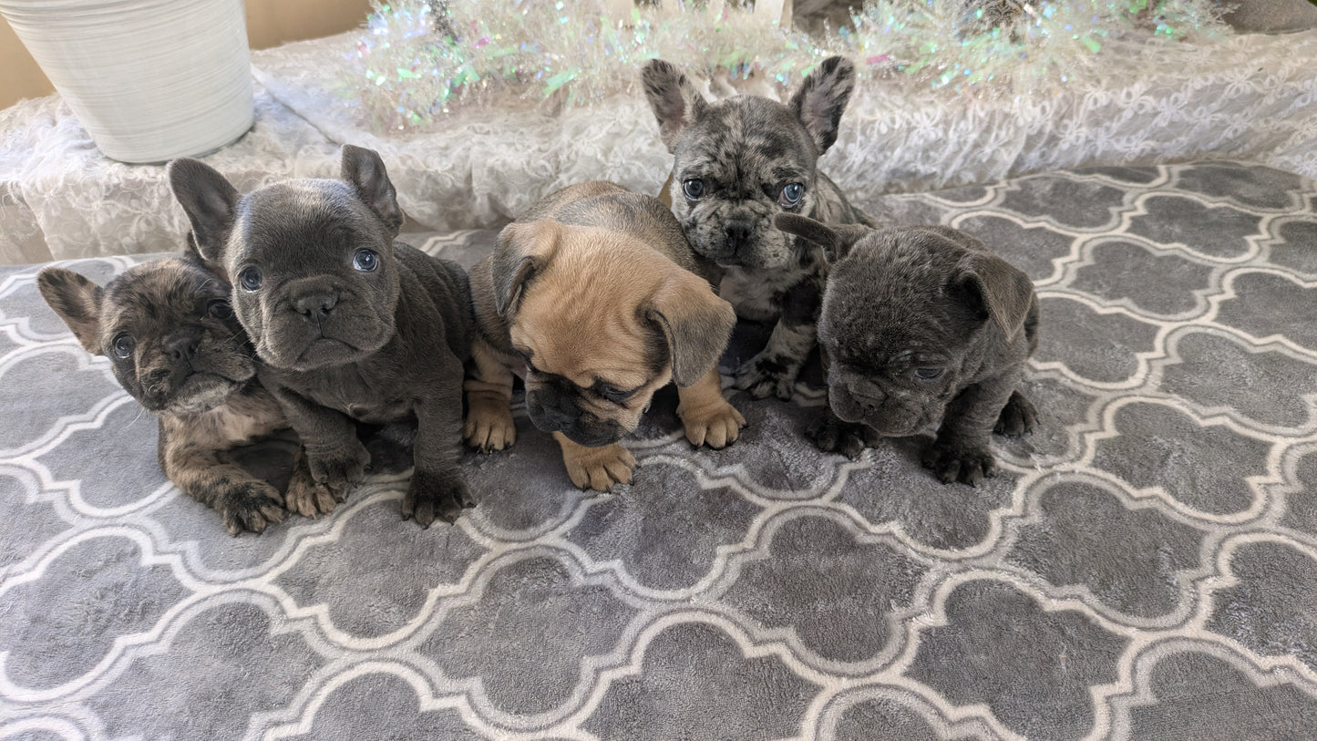 FRENCH BULLDOG (10/12) FEMALE