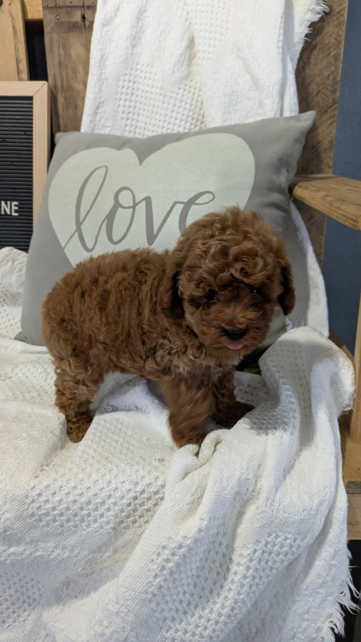 TOY POODLE (12/20) FEMALE