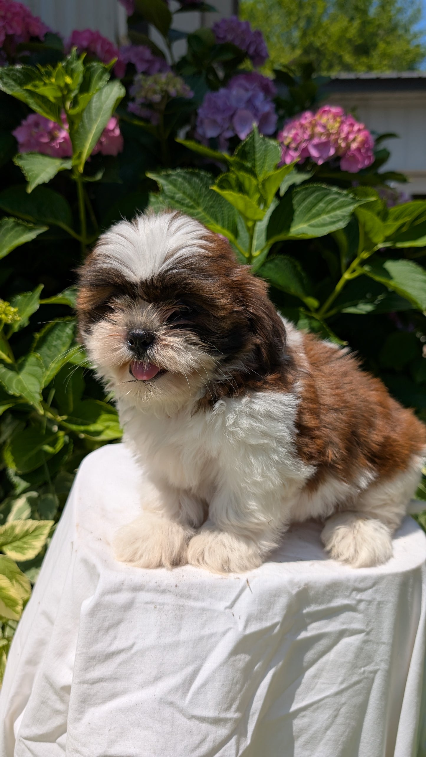 SHIH TZU (05/17) FEMALE
