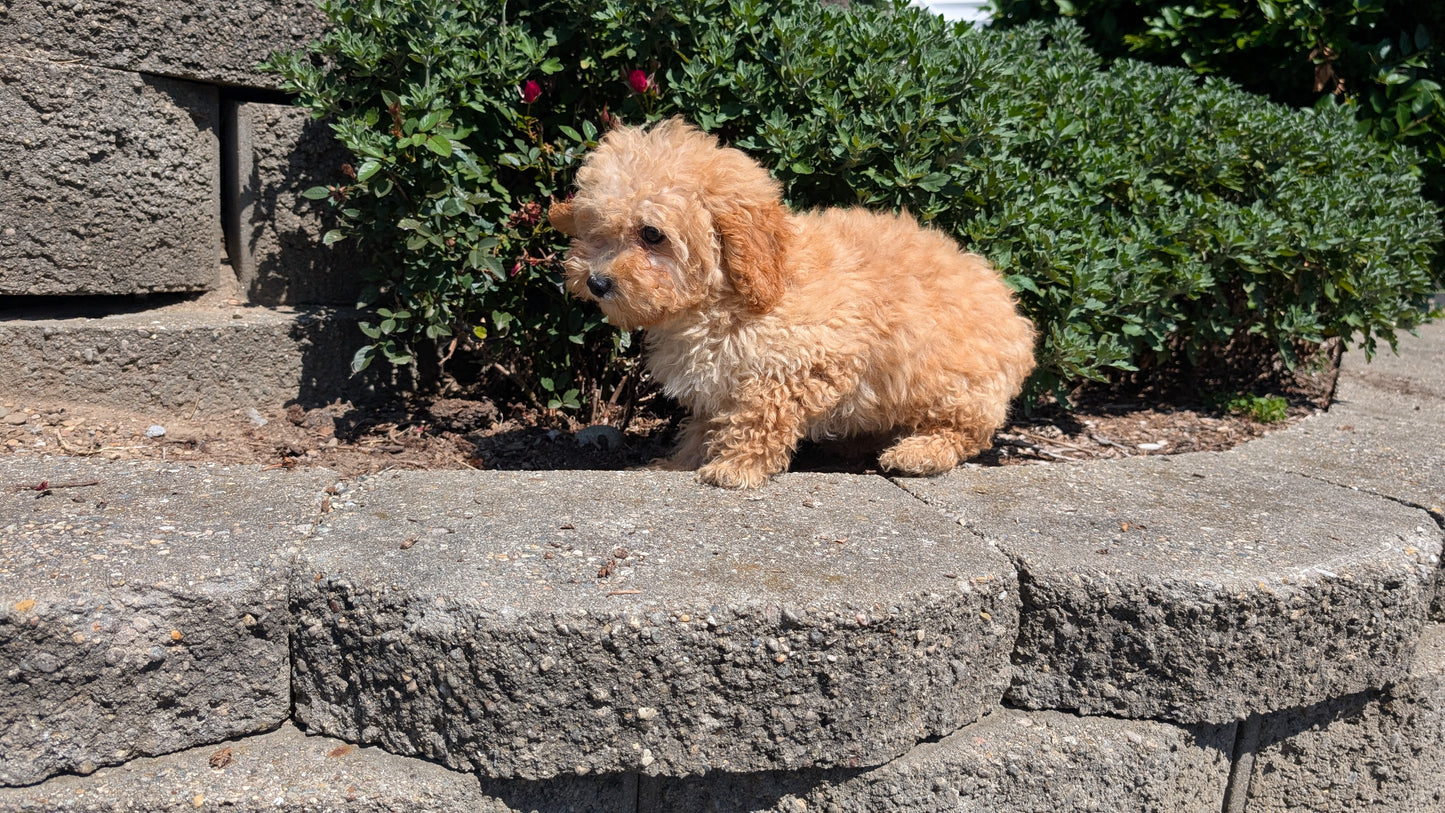MINI POODLE (05/19) FEMALE