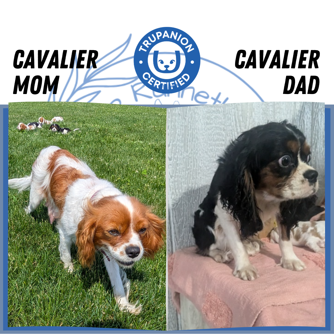 CAVALIER (05/06) FEMALE