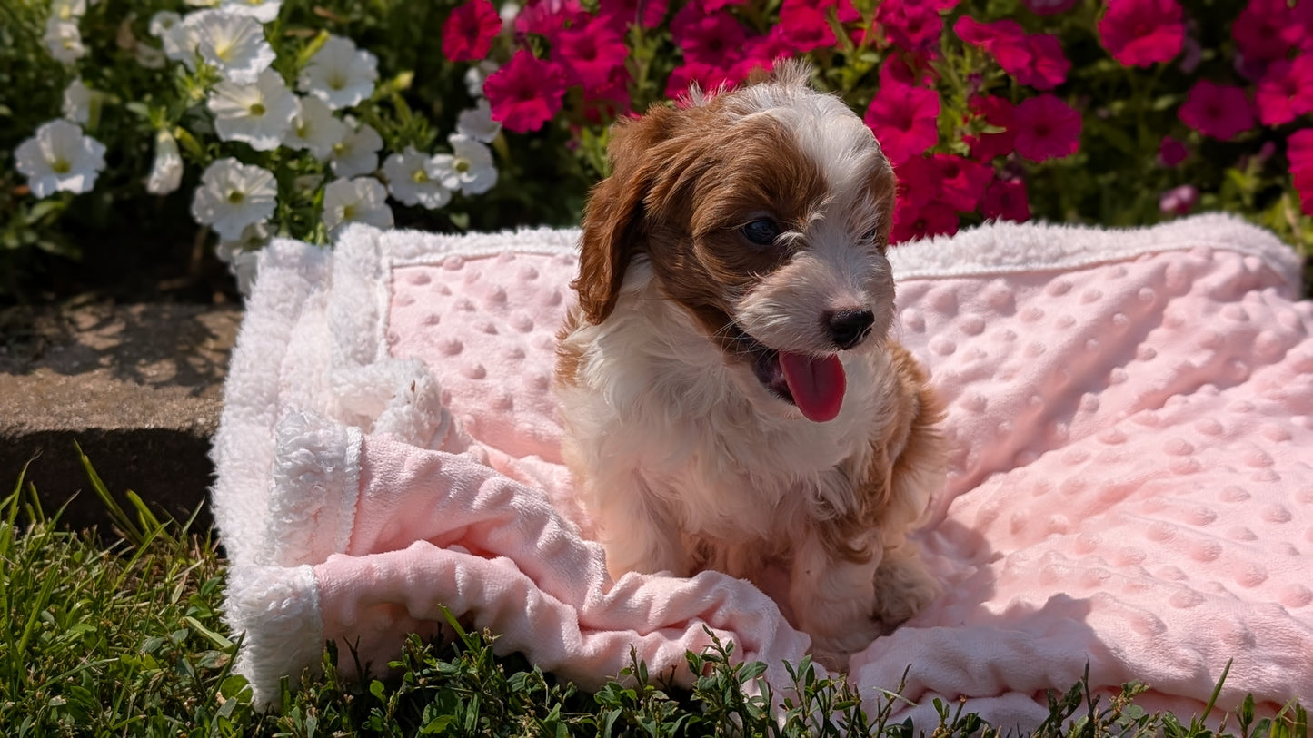 CAVAPOO (06/19) MALE