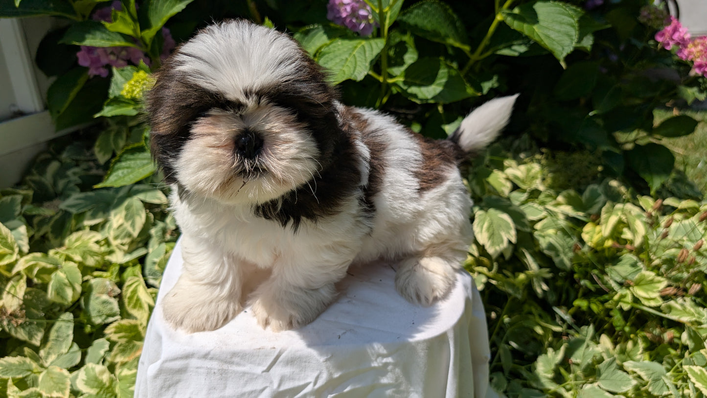 SHIH TZU (05/17) MALE