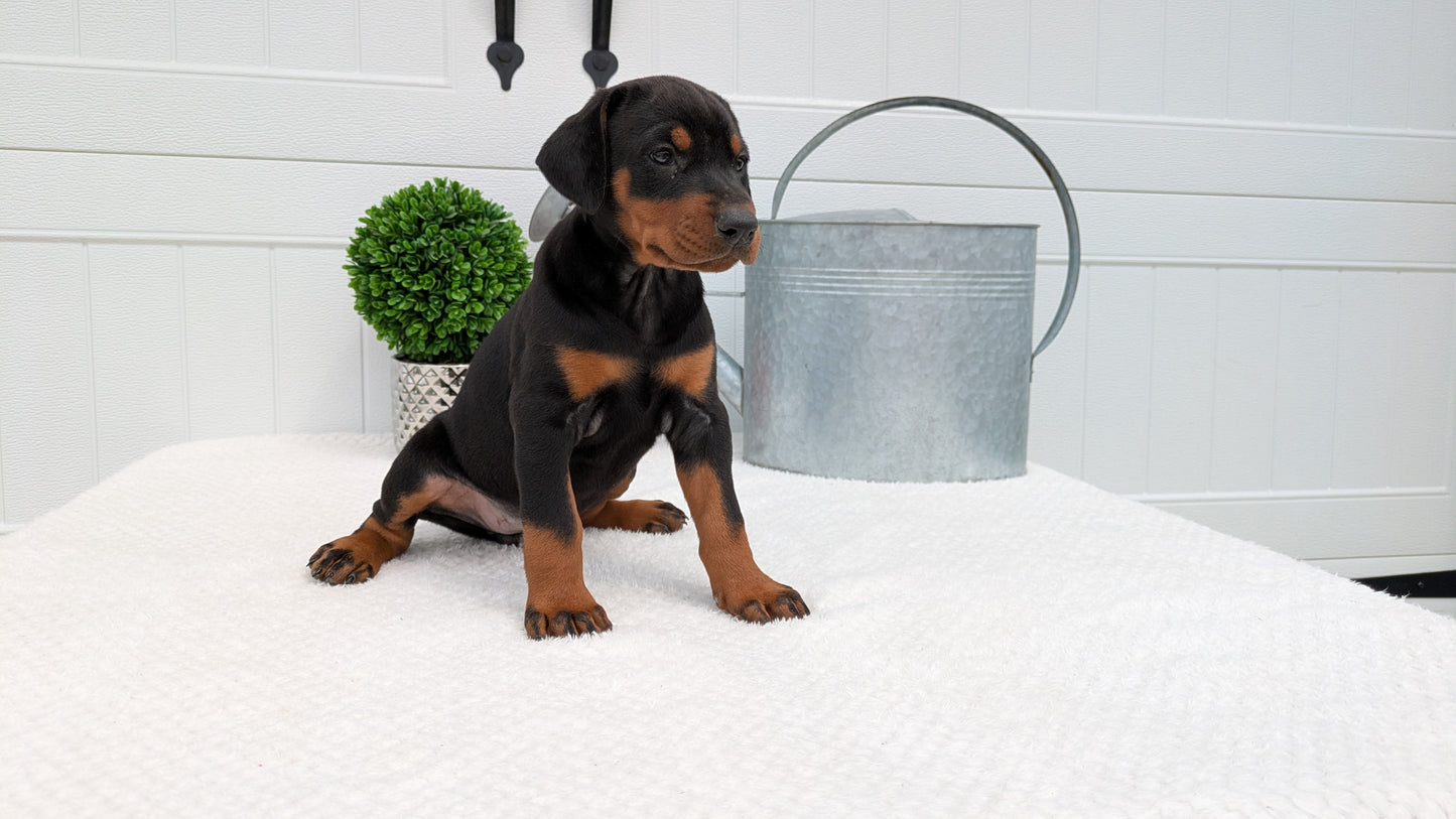 DOBERMAN PINSCHER (03/22) FEMALE