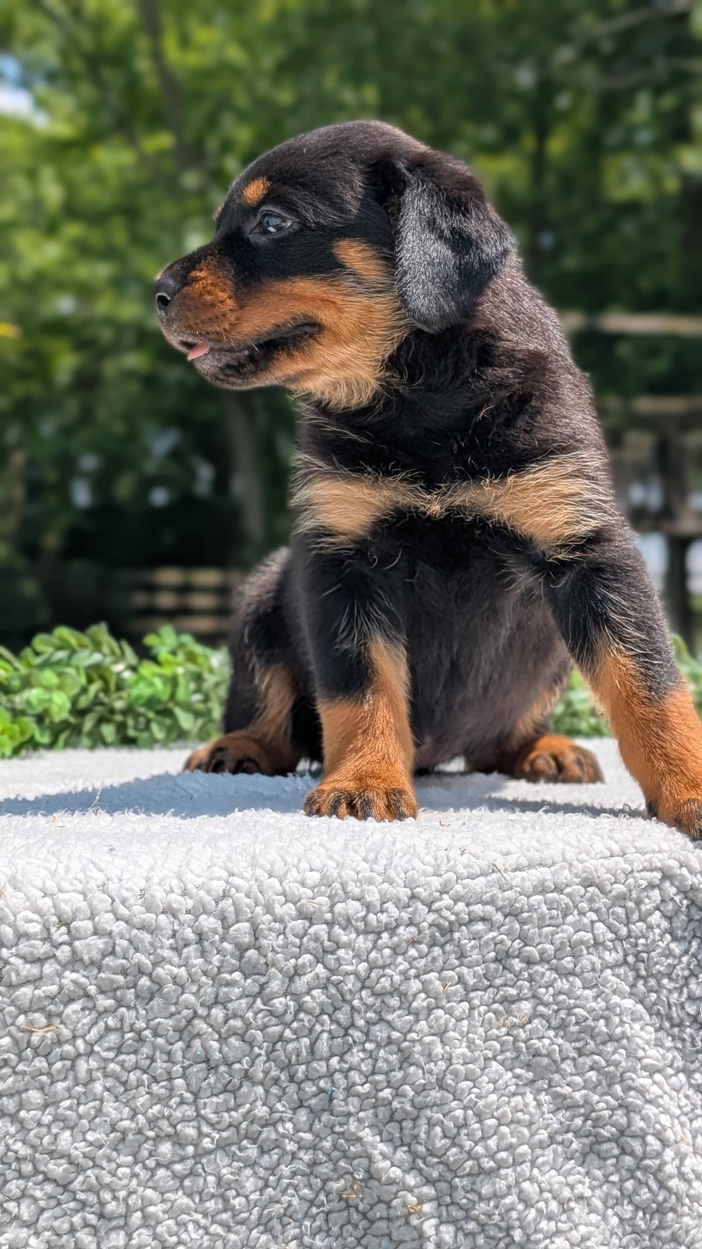 ROTTWEILER (05/28) FEMALE