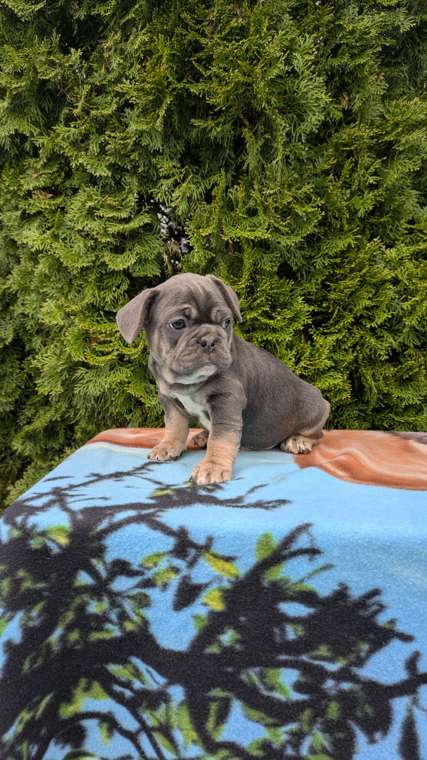 FRENCH BULLDOG (03/04) MALE