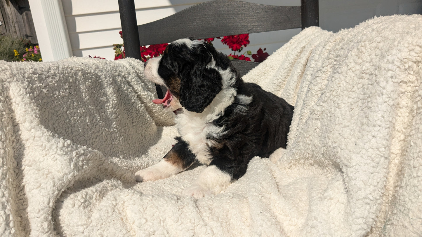 BERNEDOODLE (07/15) FEMALE