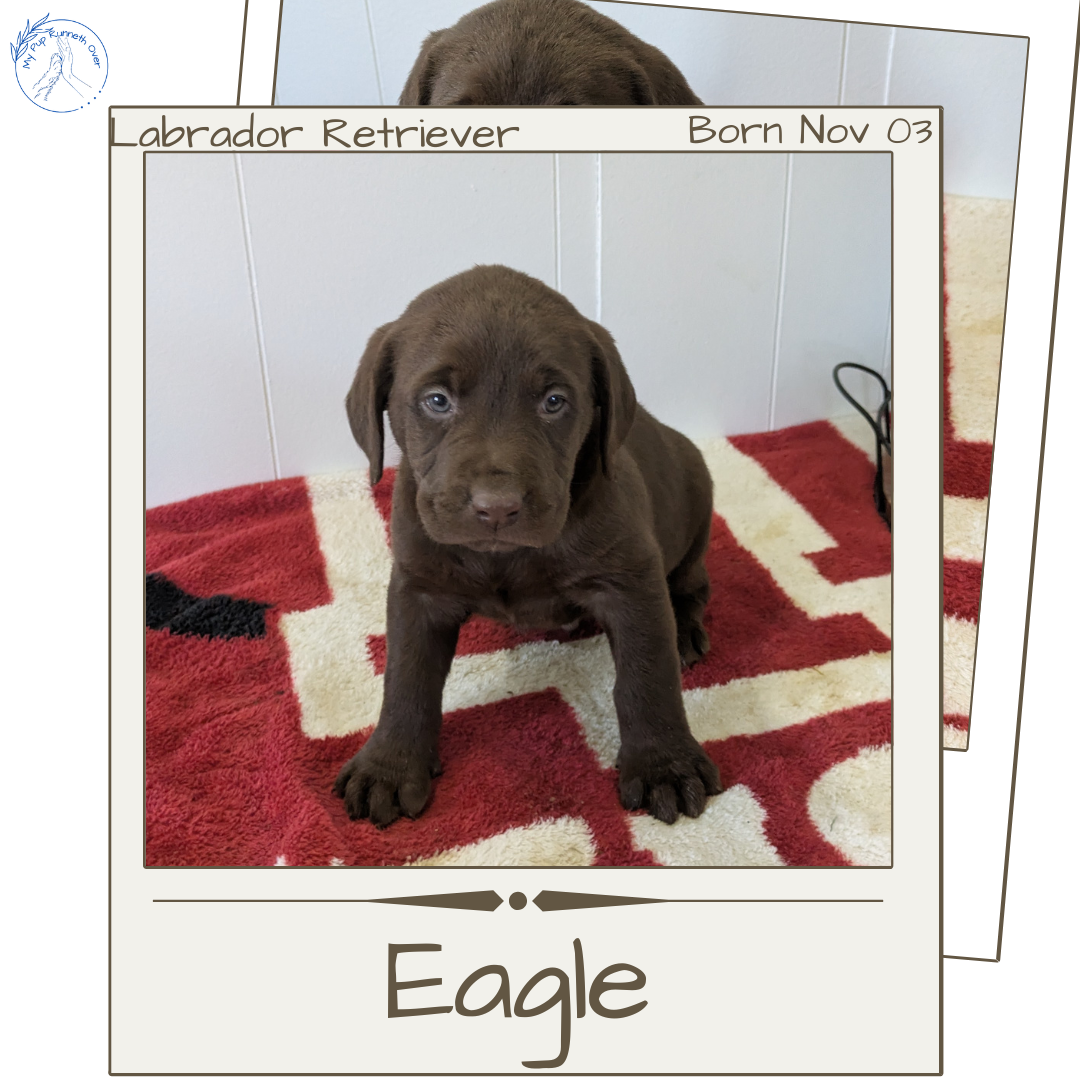 LABRADOR RETRIEVER (11/03) MALE