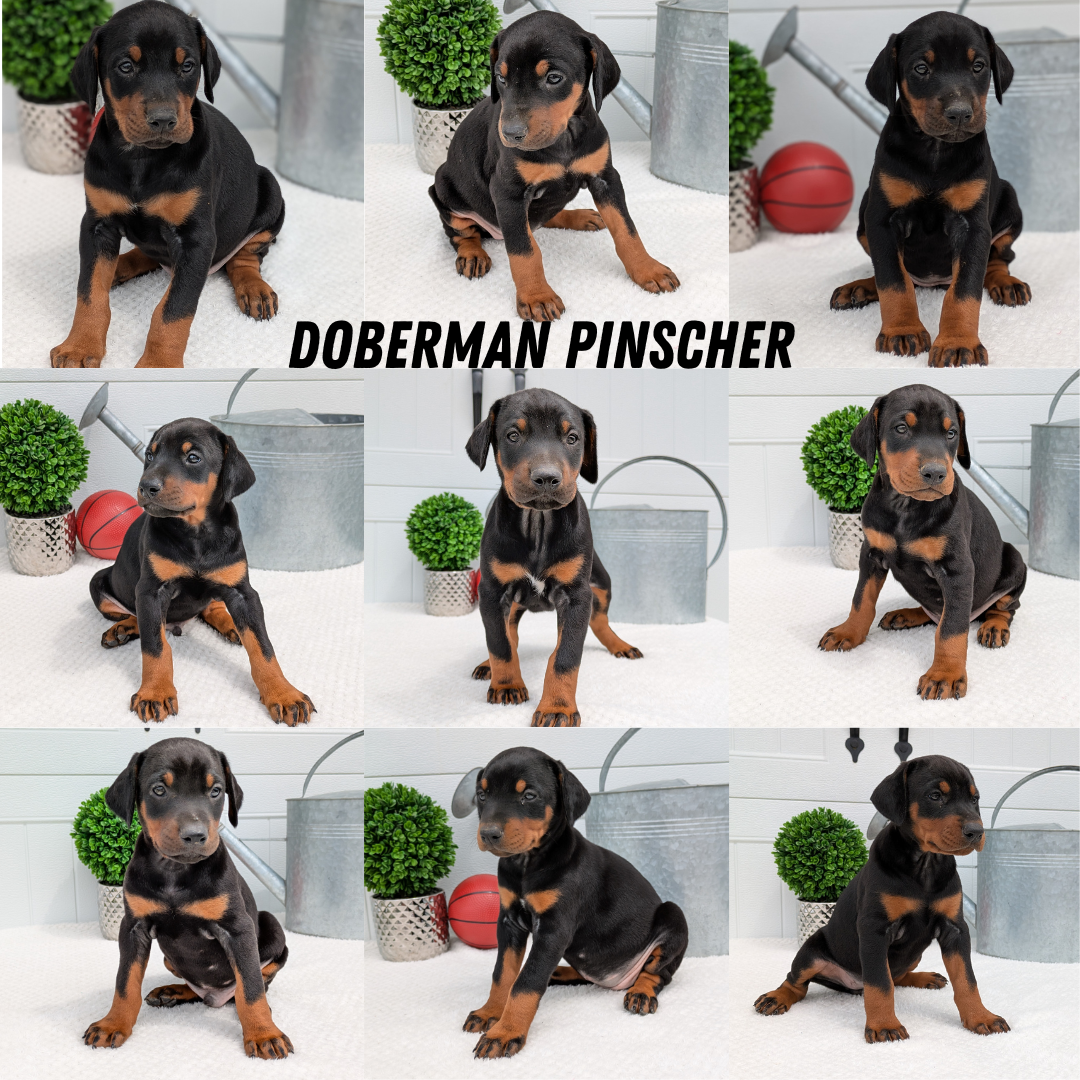 DOBERMAN PINSCHER (03/22) MALE