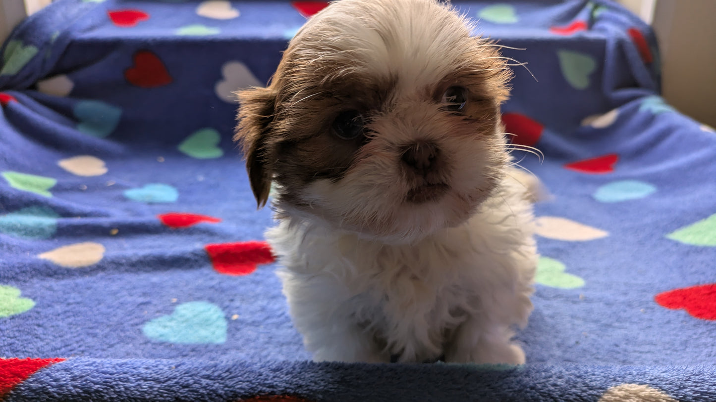 SHIH TZU (10/22) FEMALE