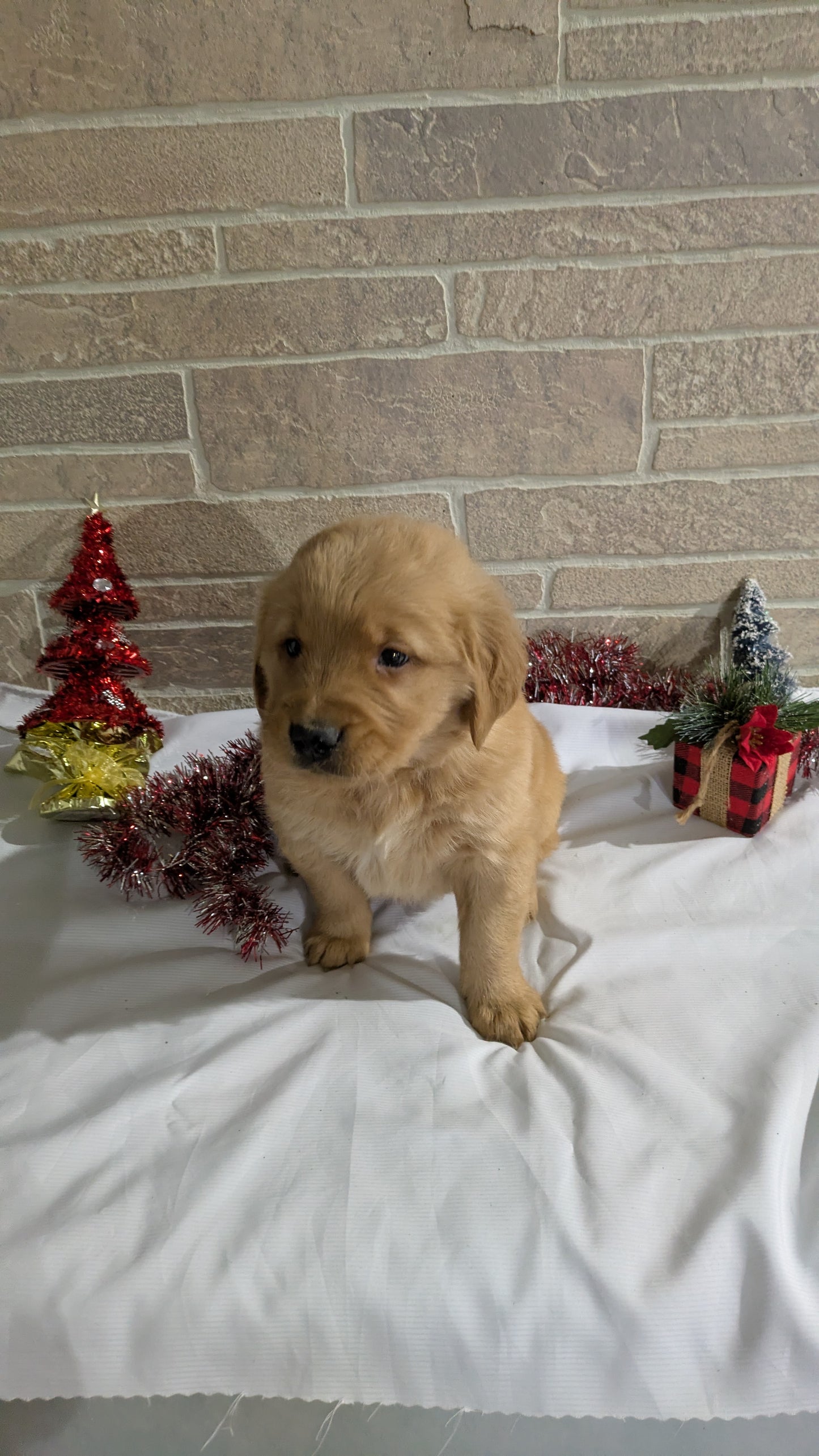 GOLDEN RETRIEVER (11/09) MALE