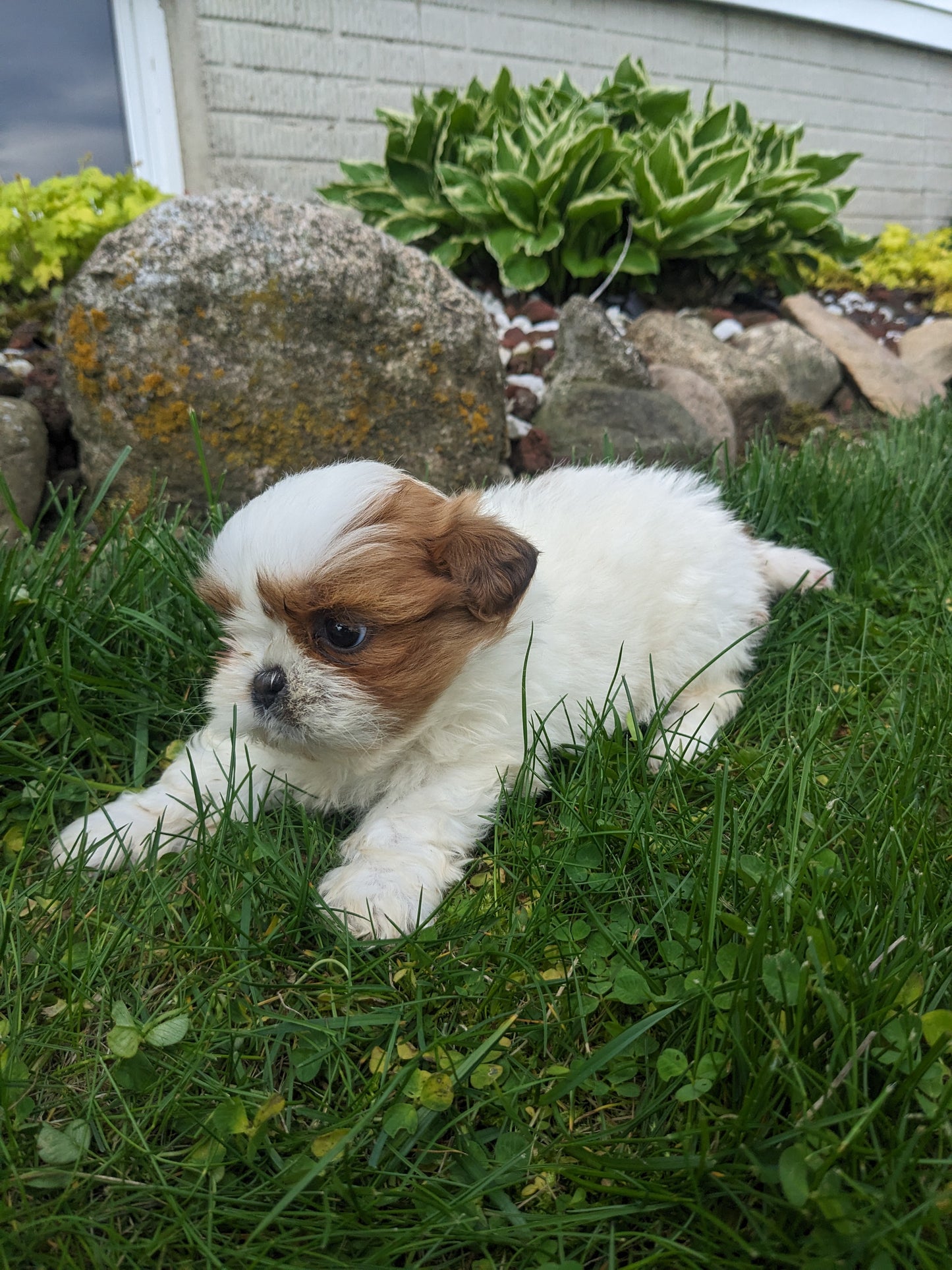 SHIH TZU (03/17) FEMALE