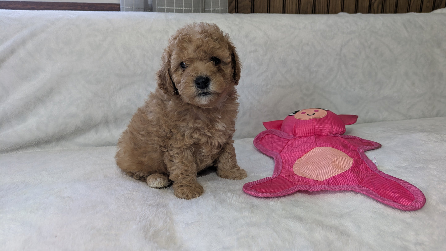 MINI POODLE (01/10) MALE