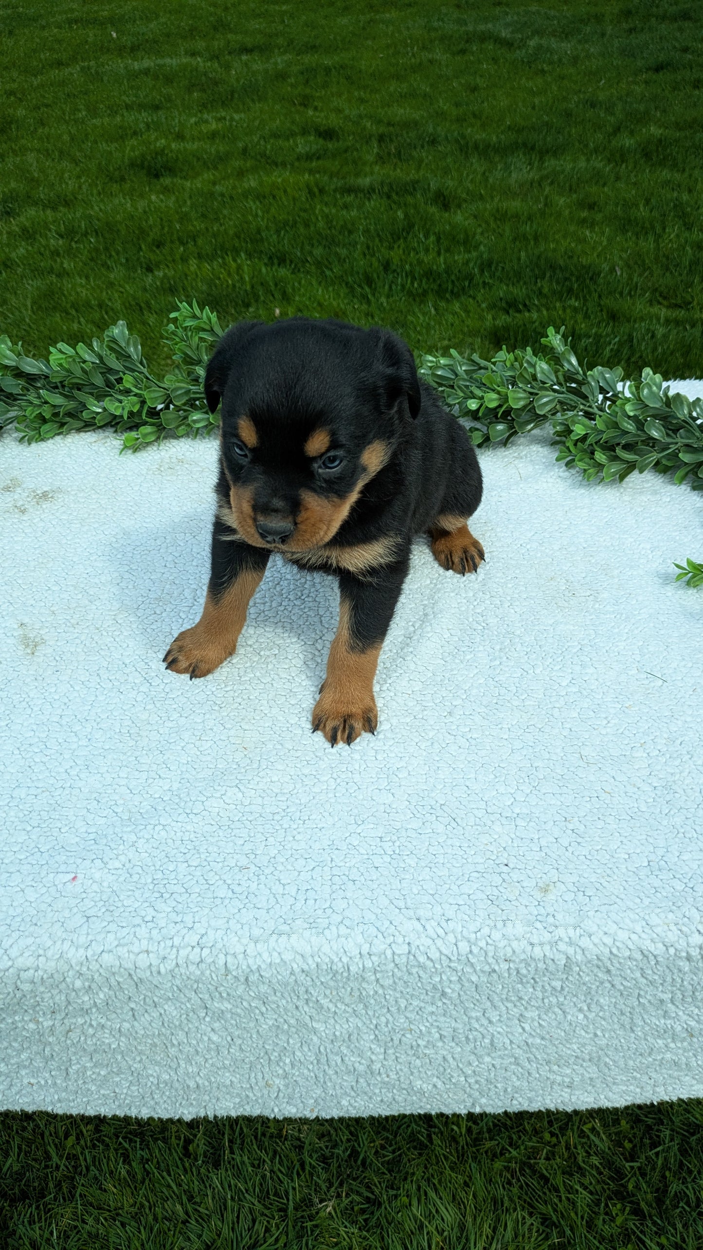 ROTTWEILER (03/18) FEMALE