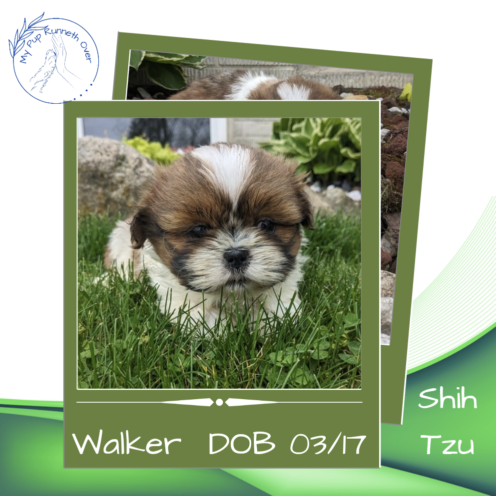 SHIH TZU (03/17) MALE
