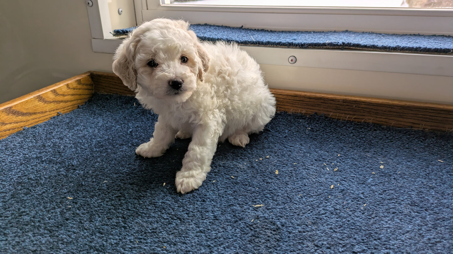 BICHPOO (12/29) MALE