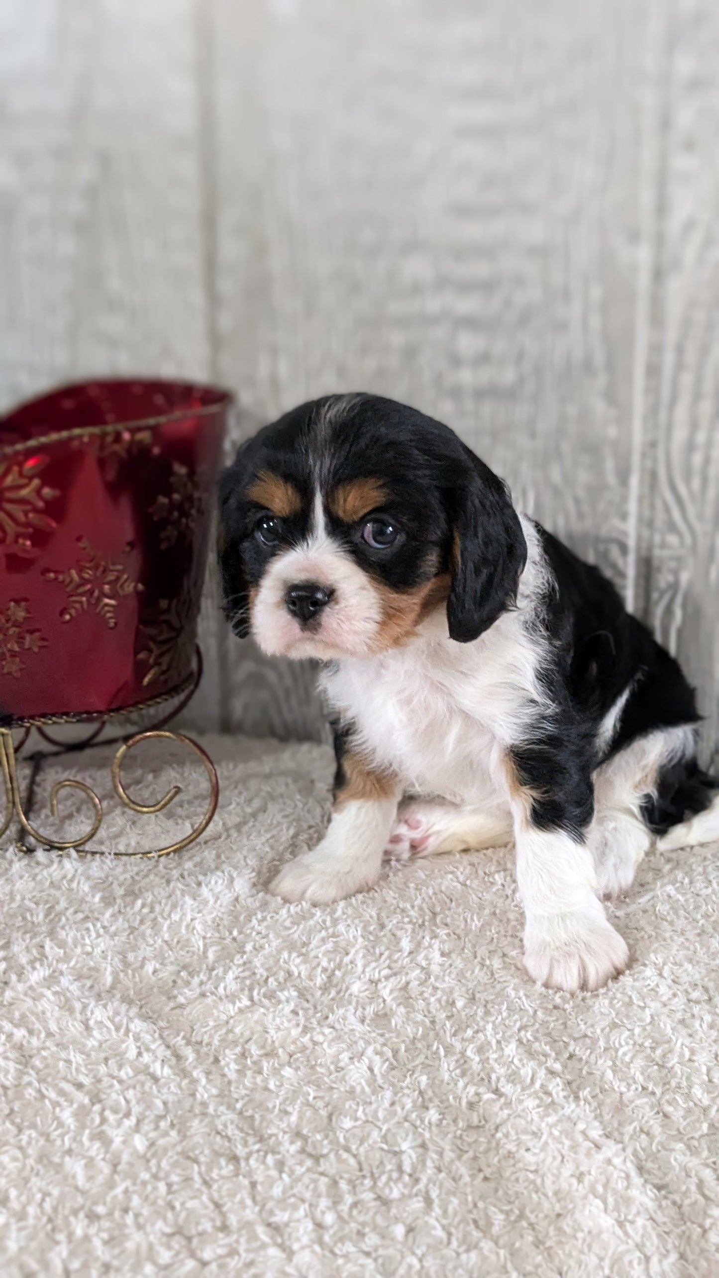 CAVALIER (09/11) FEMALE