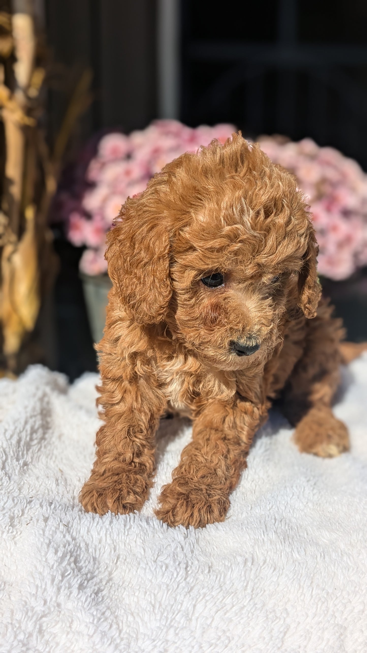 MINI POODLE (08/20) FEMALE