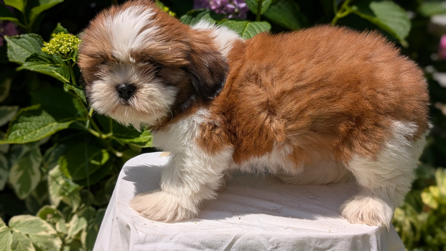 SHIH TZU (05/17) FEMALE