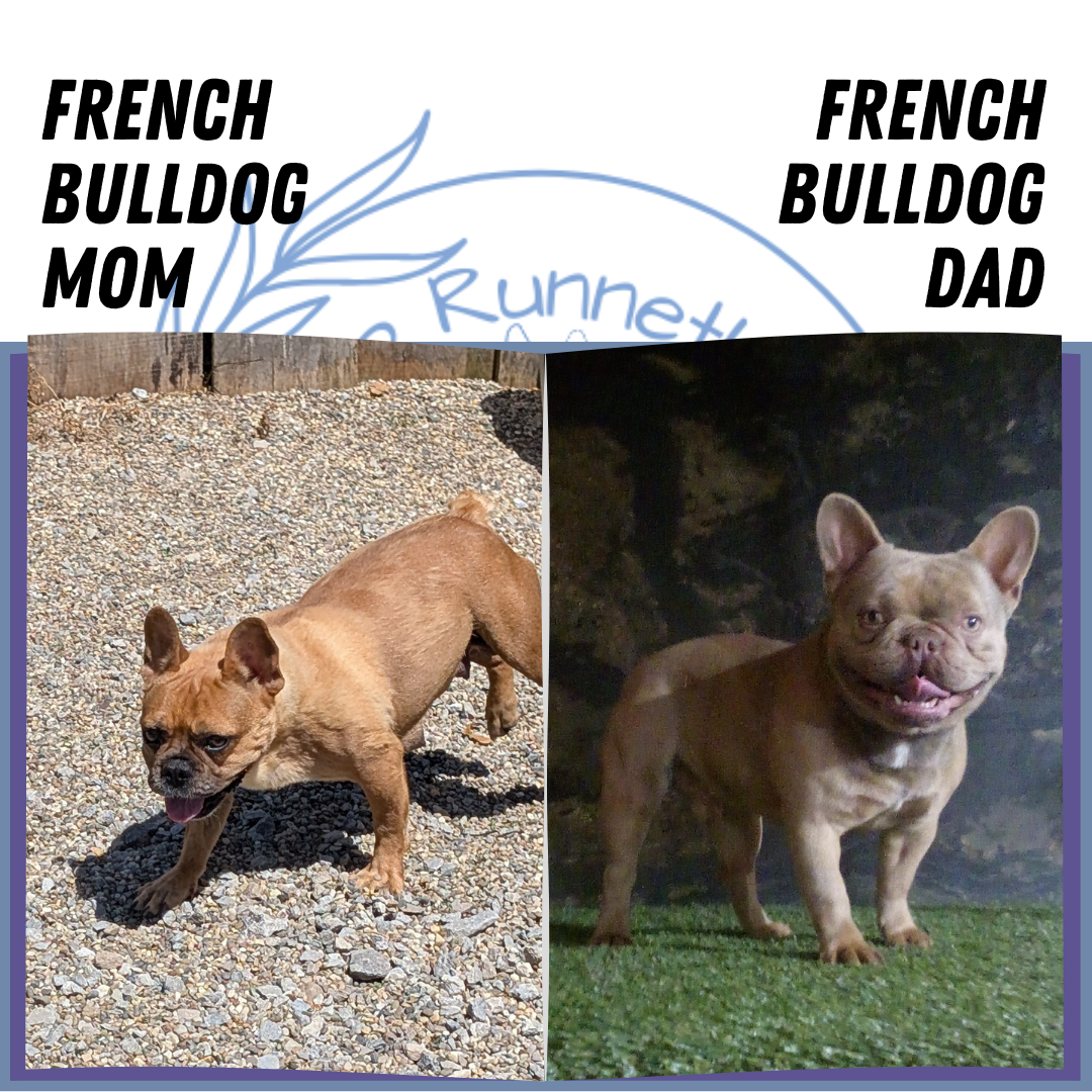 FRENCH BULLDOG (05/07) FEMALE
