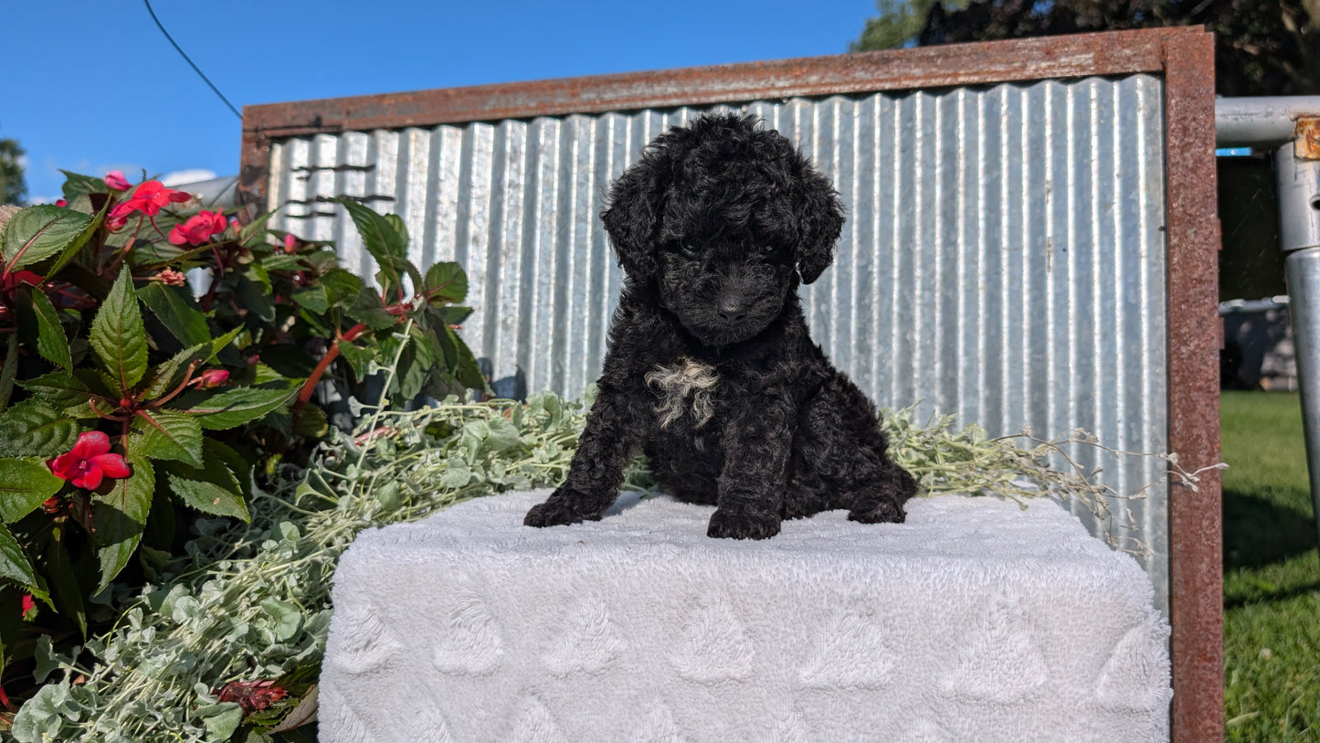 TOY POODLE (07/06) MALE