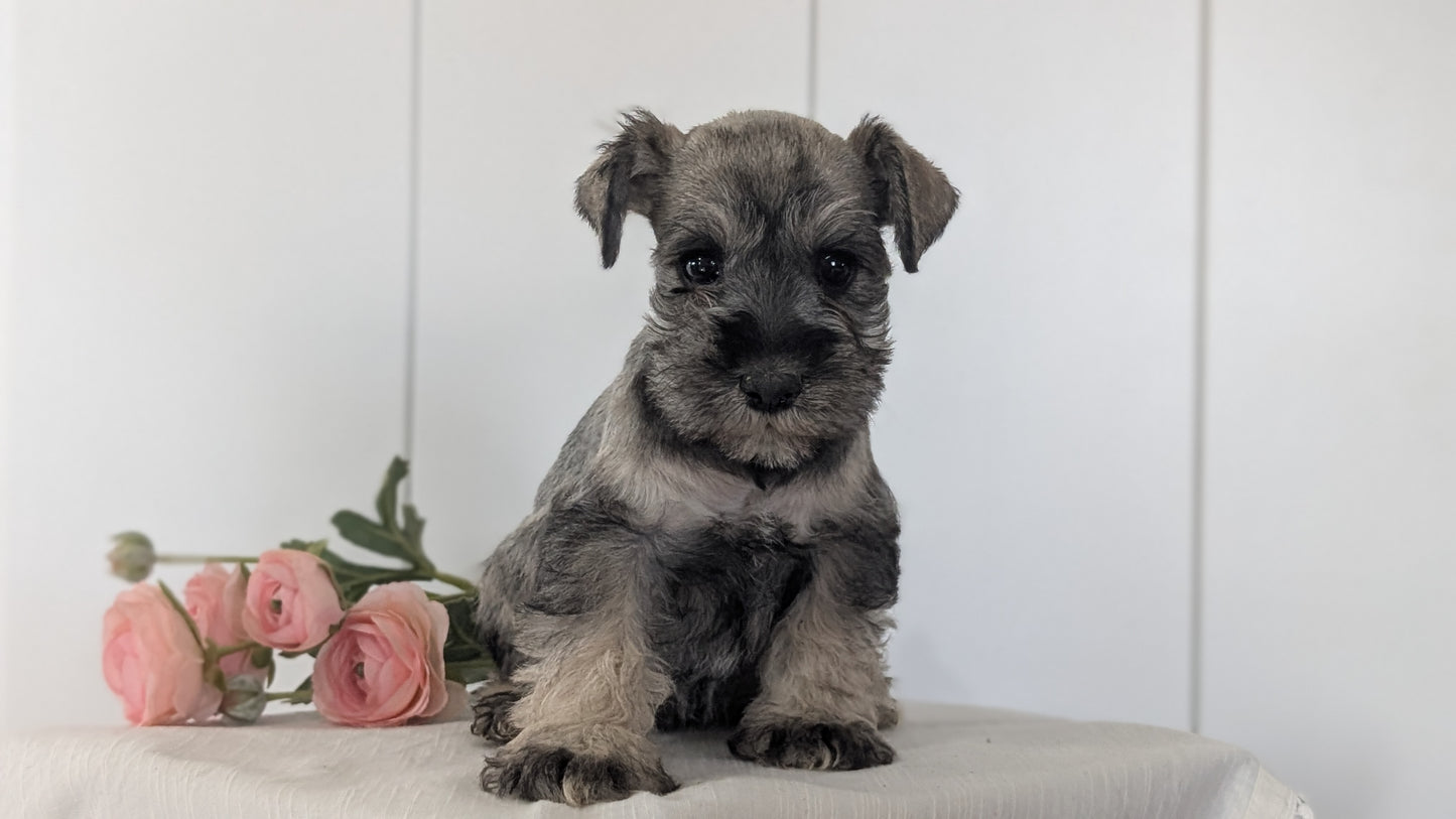MINI SCHNAUZER (JAN 14) FEMALES