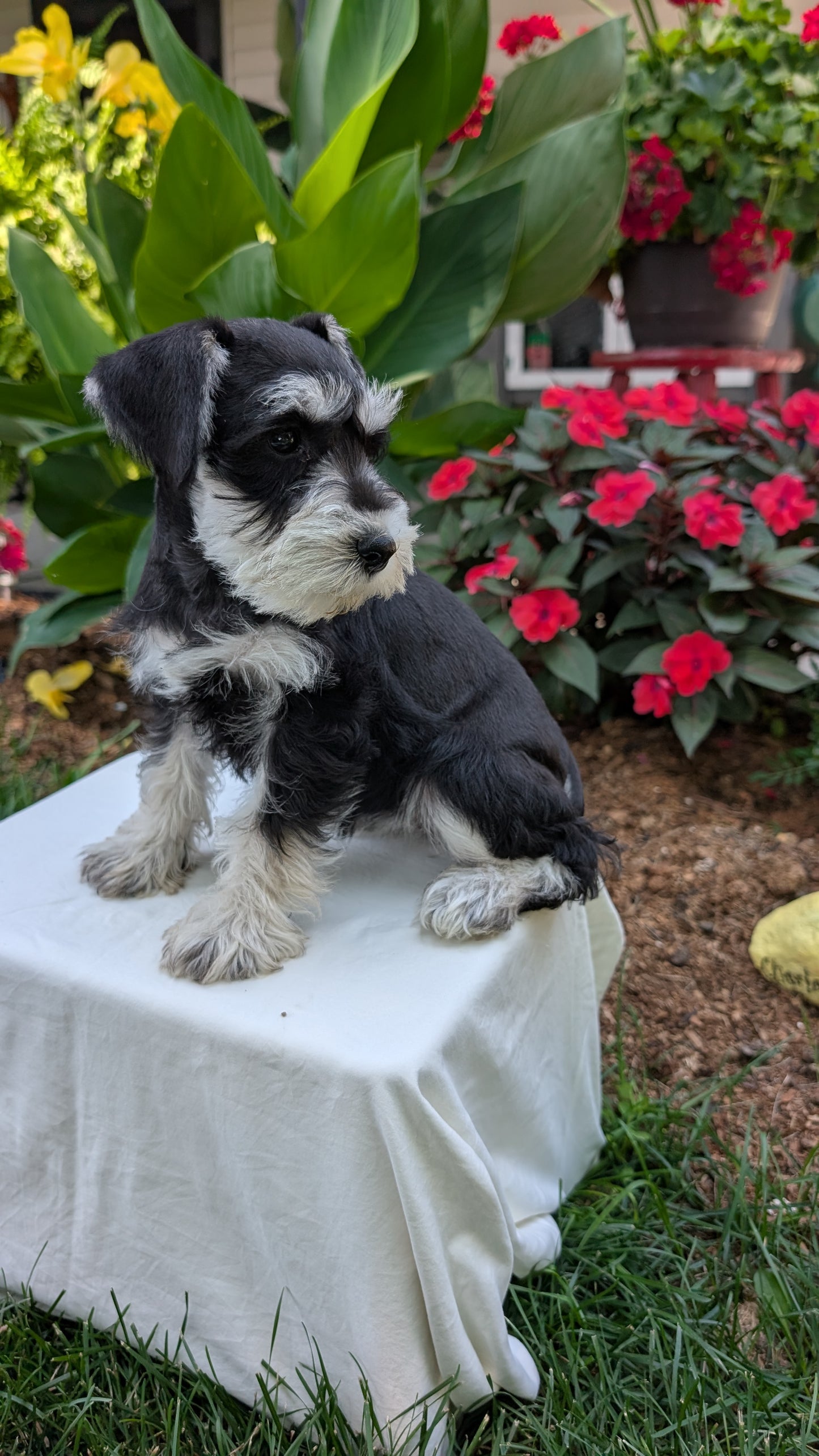 MINI SCHNAUZER (05/29) FEMALE