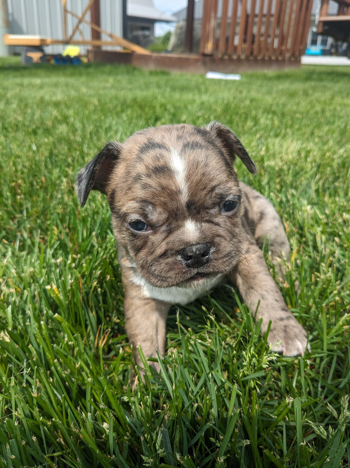 FRENCHTON (04/11) MALE