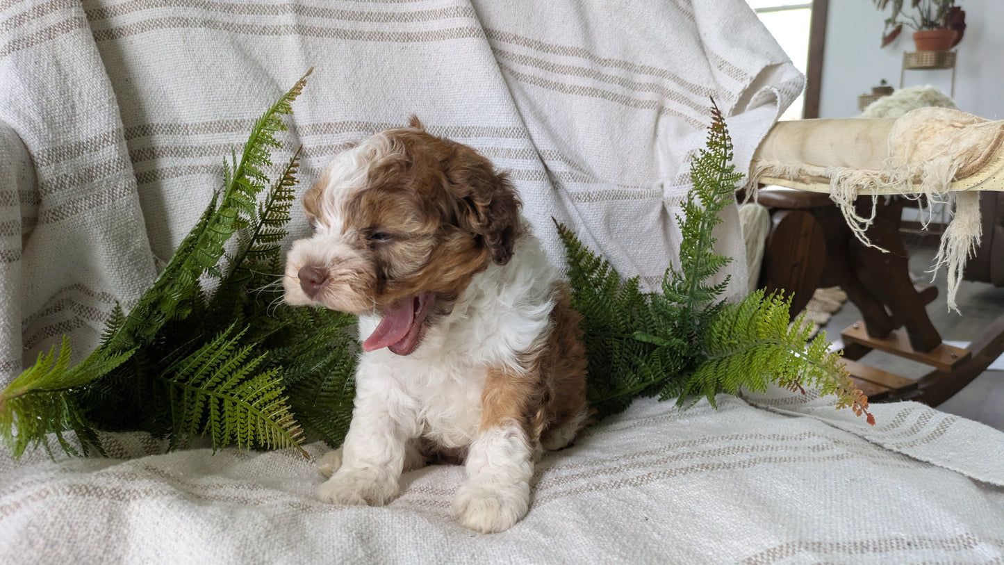COCKAPOO (03/03) FEMALE