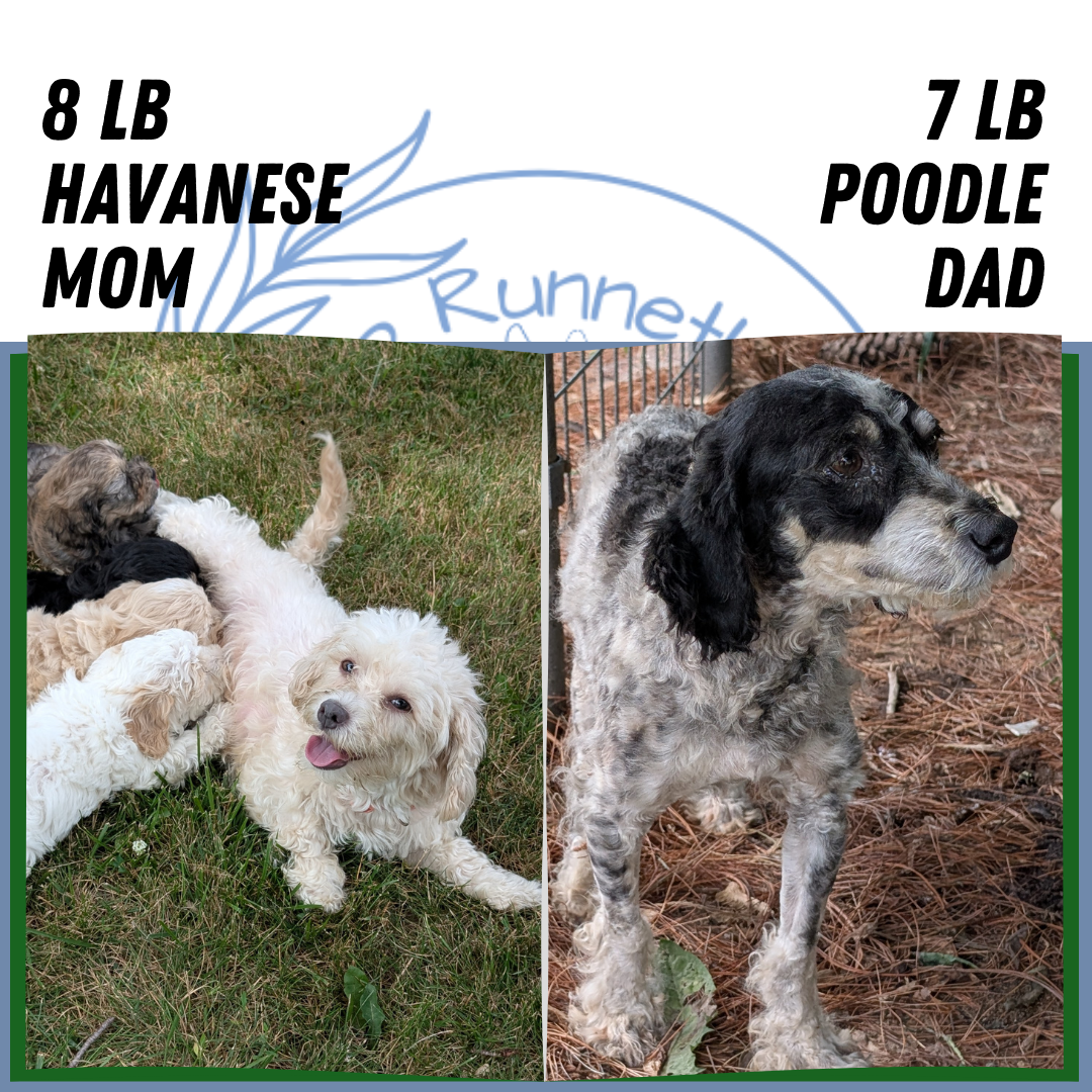 HAVAPOO (05/24) MALE
