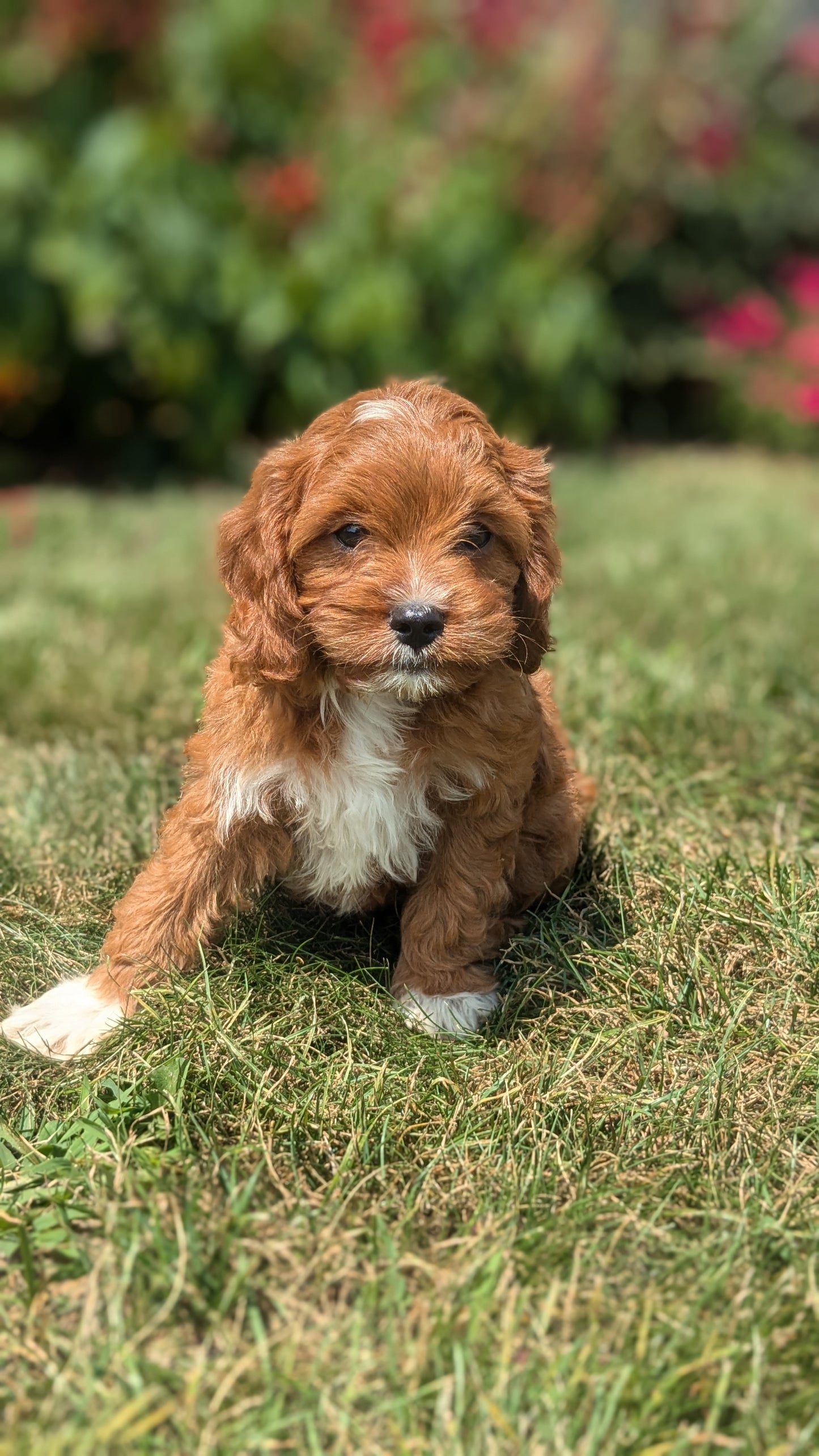 CAVAPOO (06/05) MALE