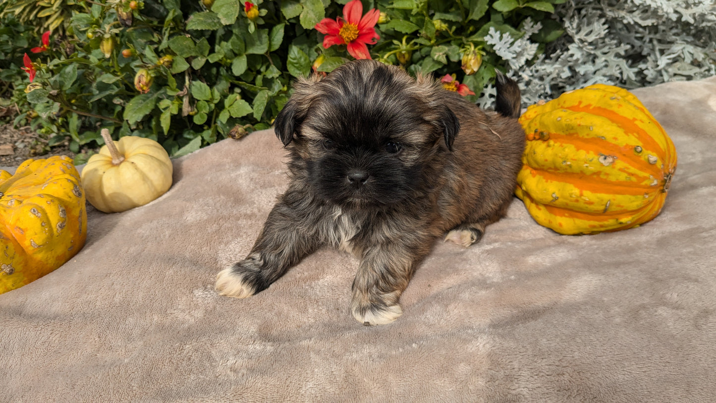 SHIH TZU (09/06) MALE