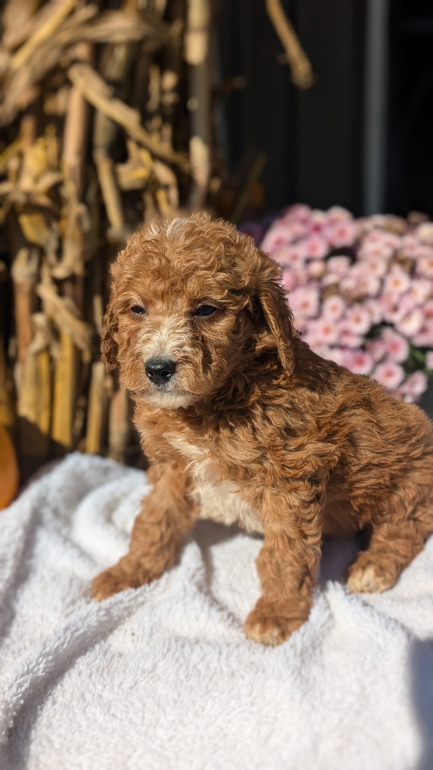 MINI POODLE (08/20) MALE