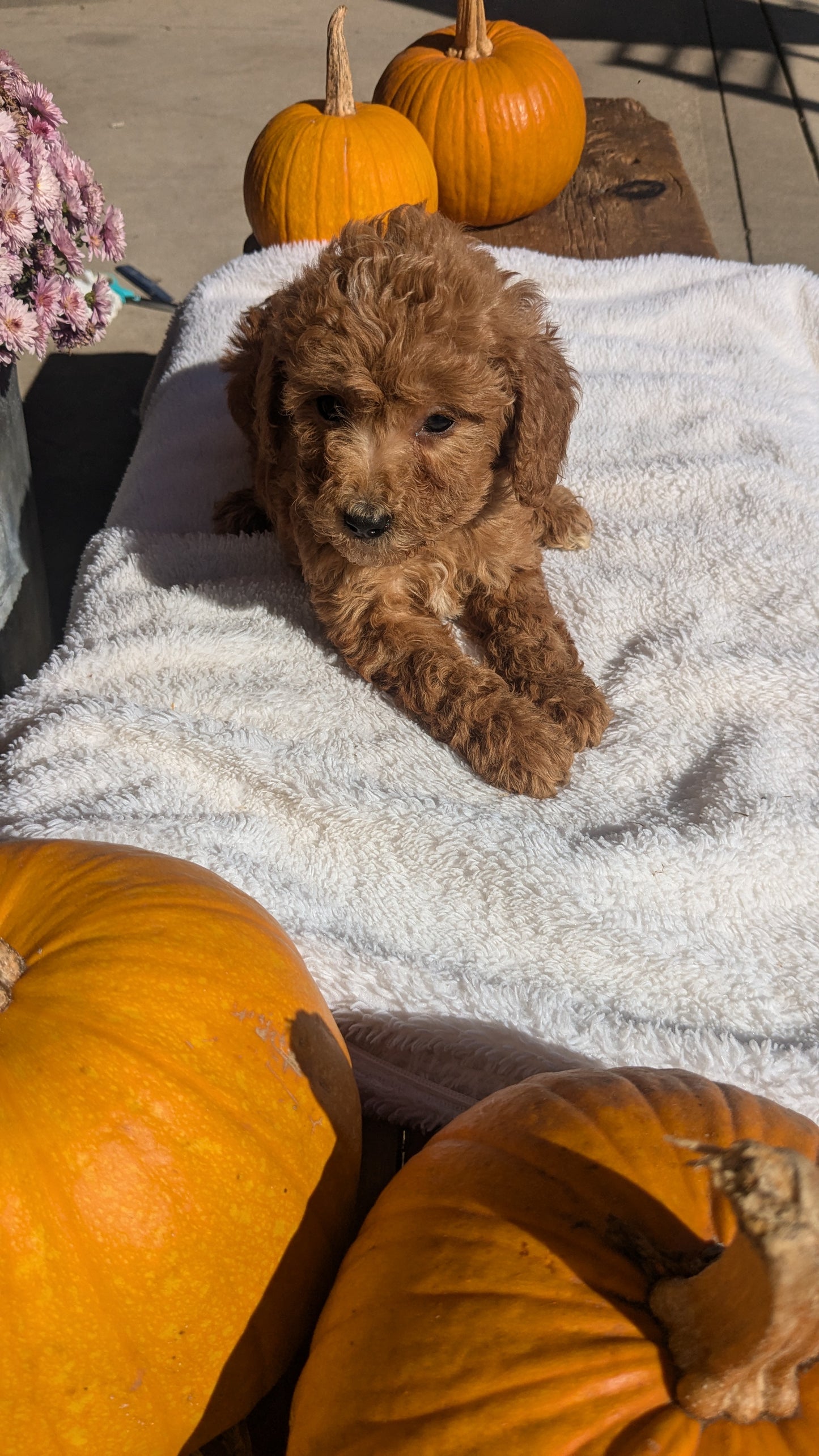 MINI POODLE (08/20) FEMALE
