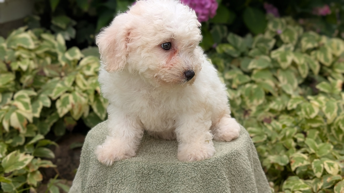 BICHON FRISE (06/19) FEMALE